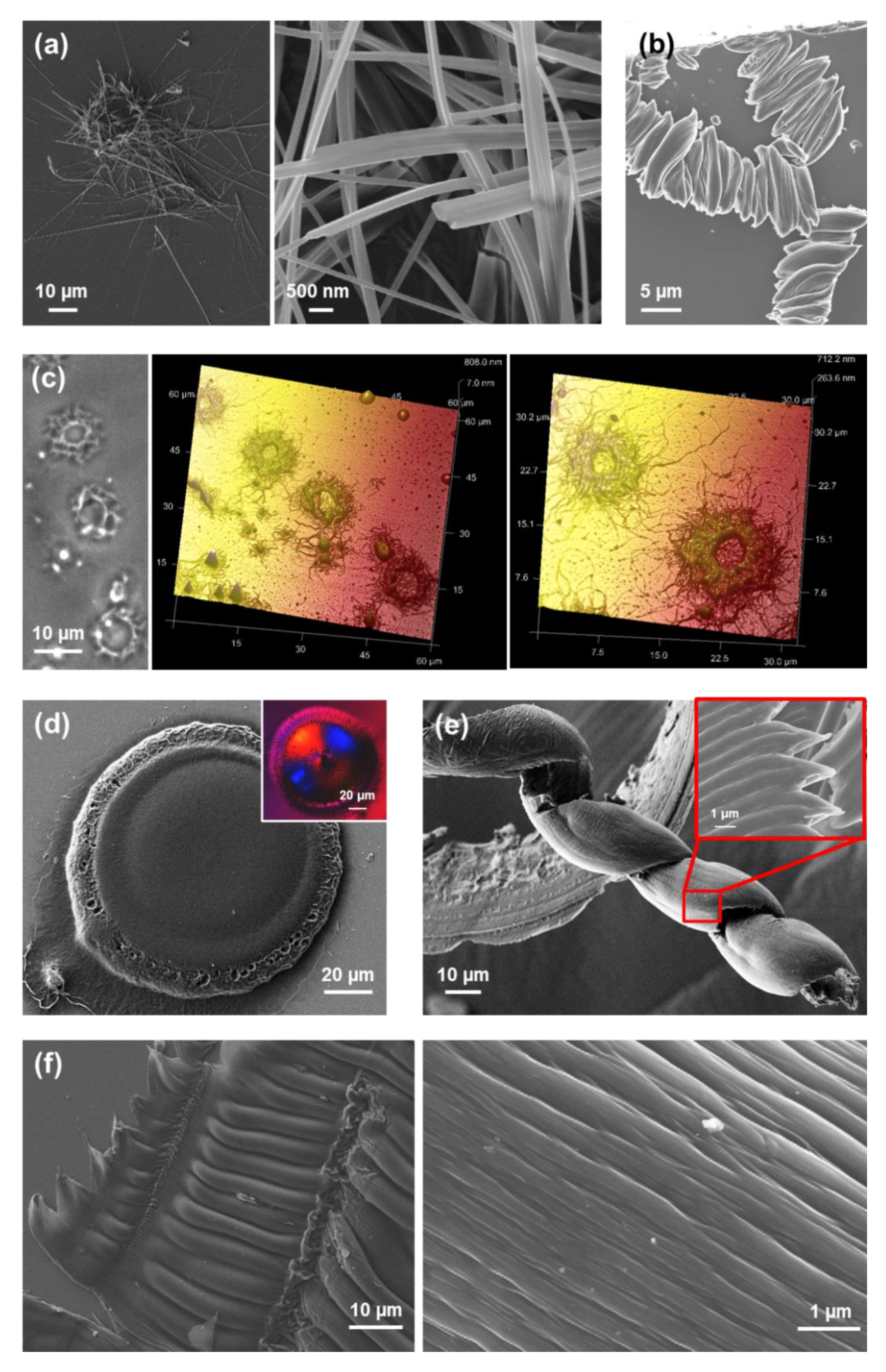 Molecules 25 06037 g016