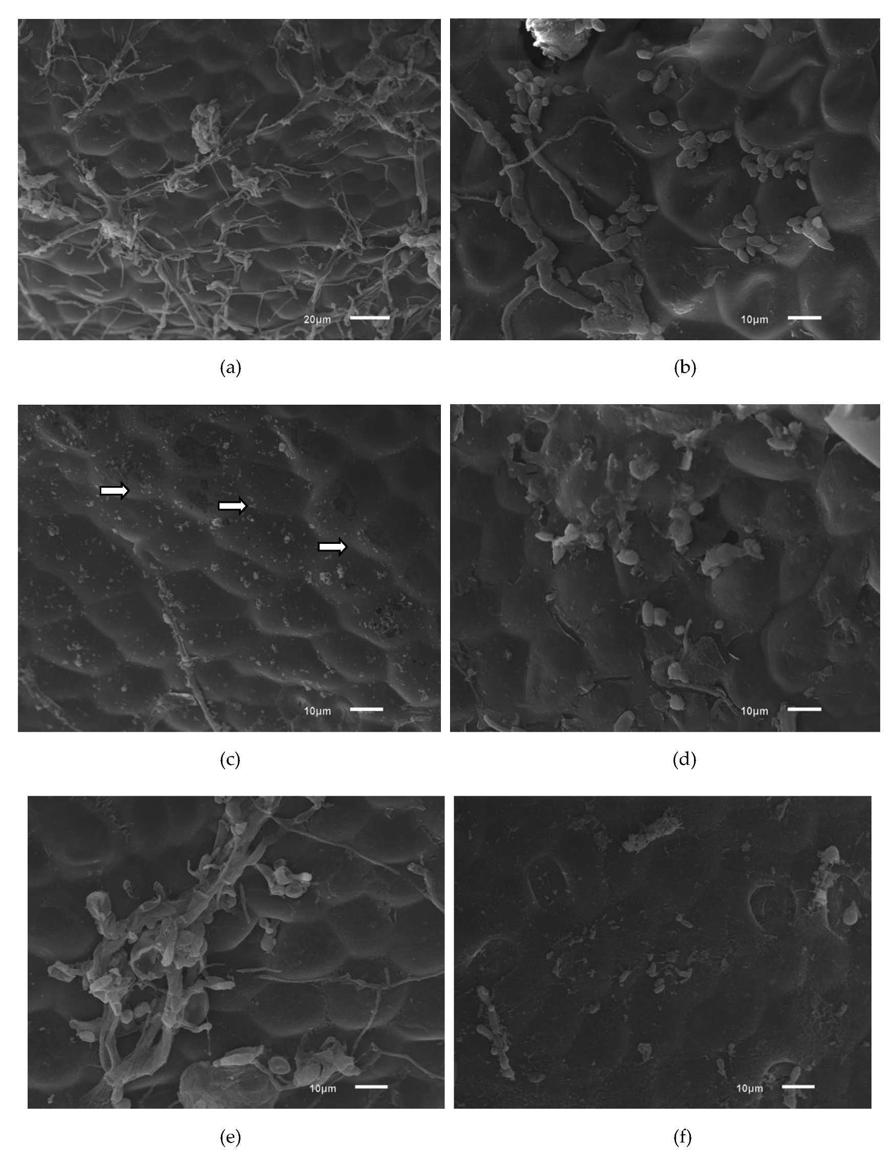 Molecules 26 00016 g004a