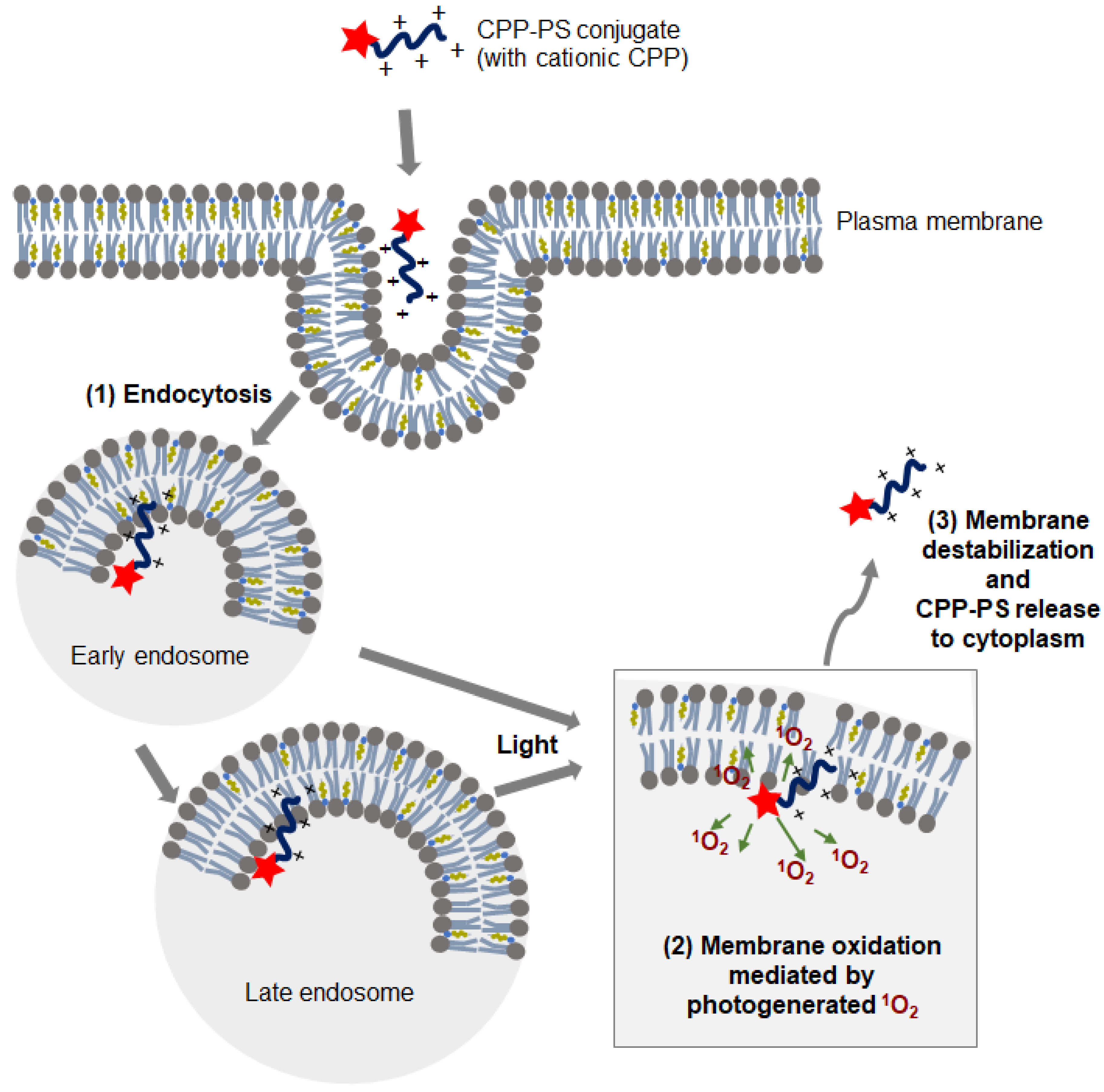 Molecules 26 00036 g001