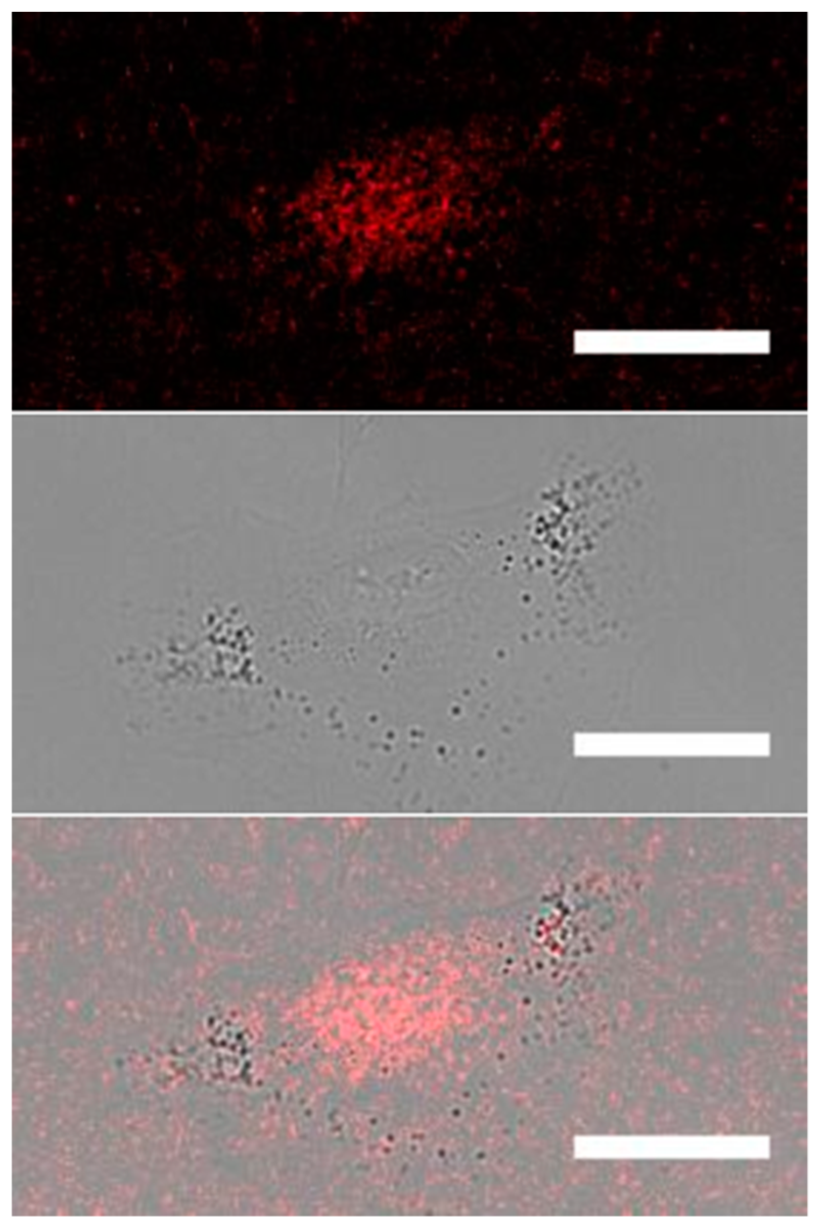 Molecules 26 00058 g004