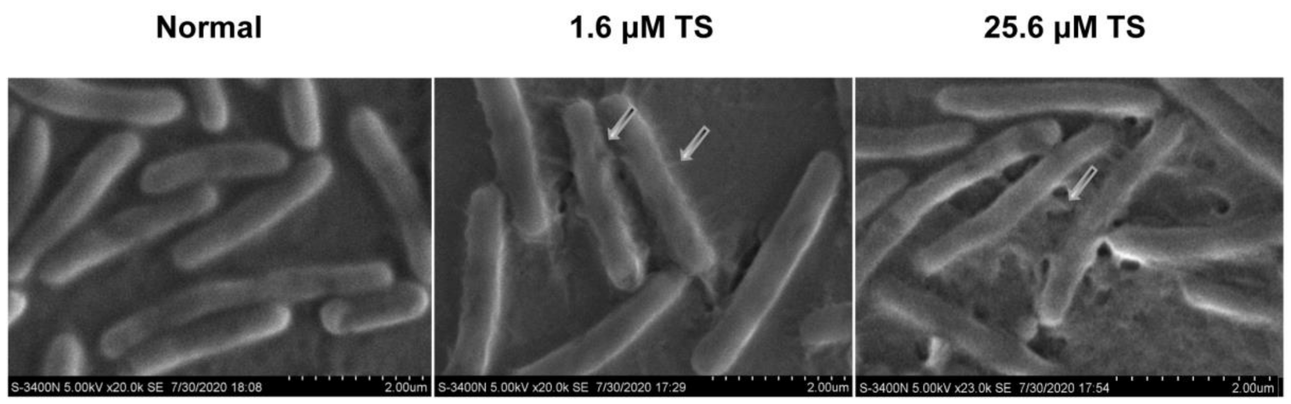 Molecules 26 00060 g004