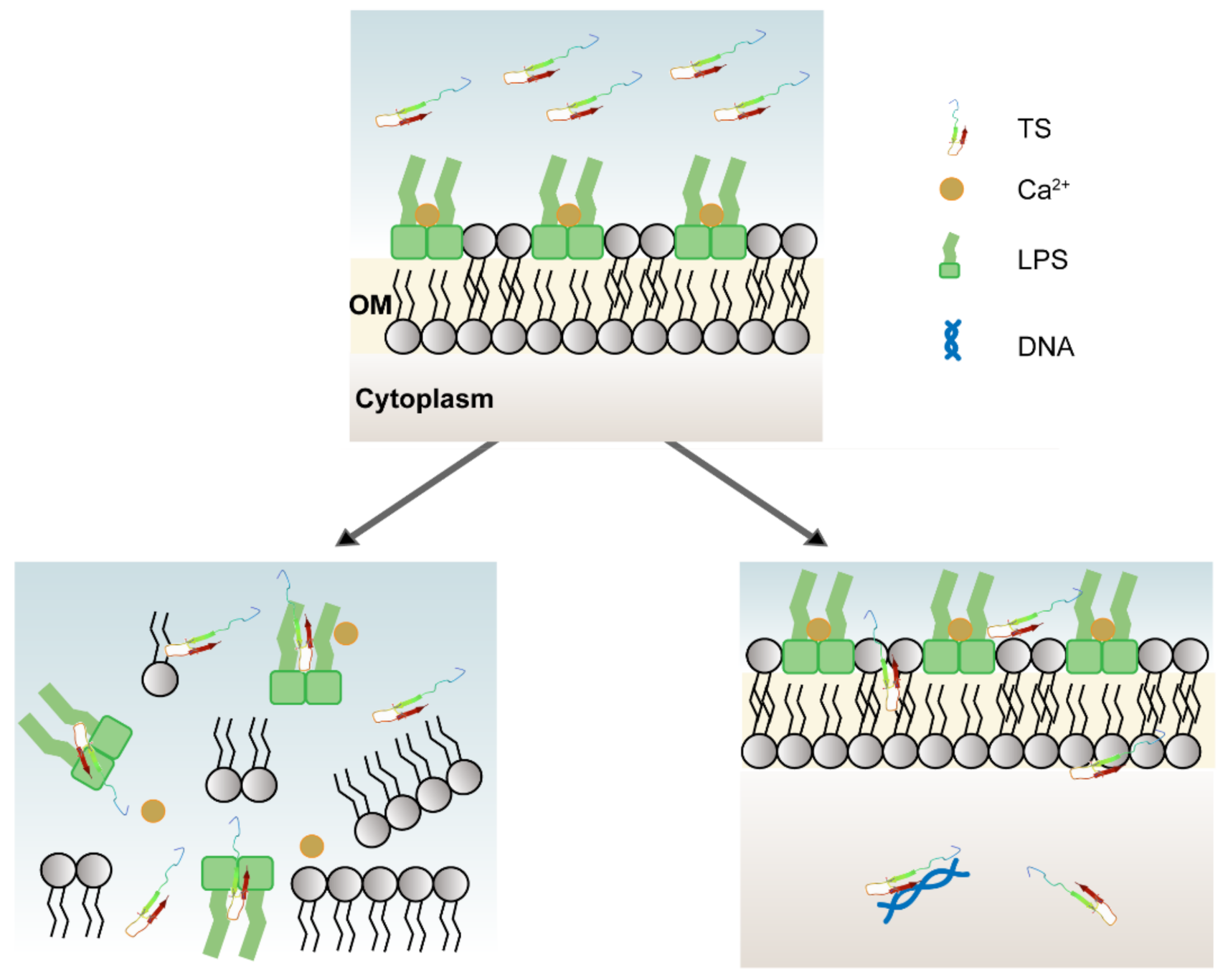 Molecules 26 00060 g007