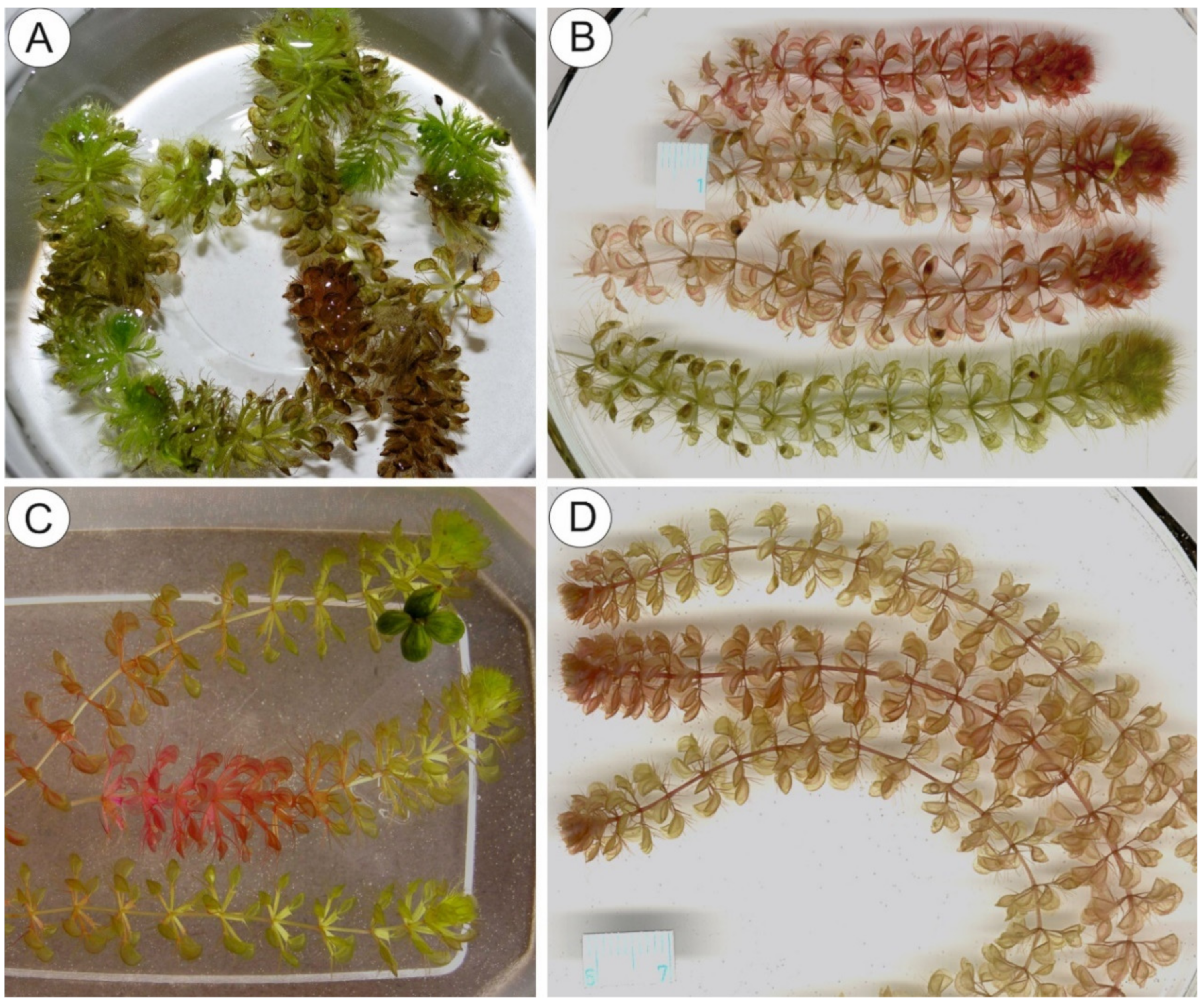 Molecules 26 00072 g001
