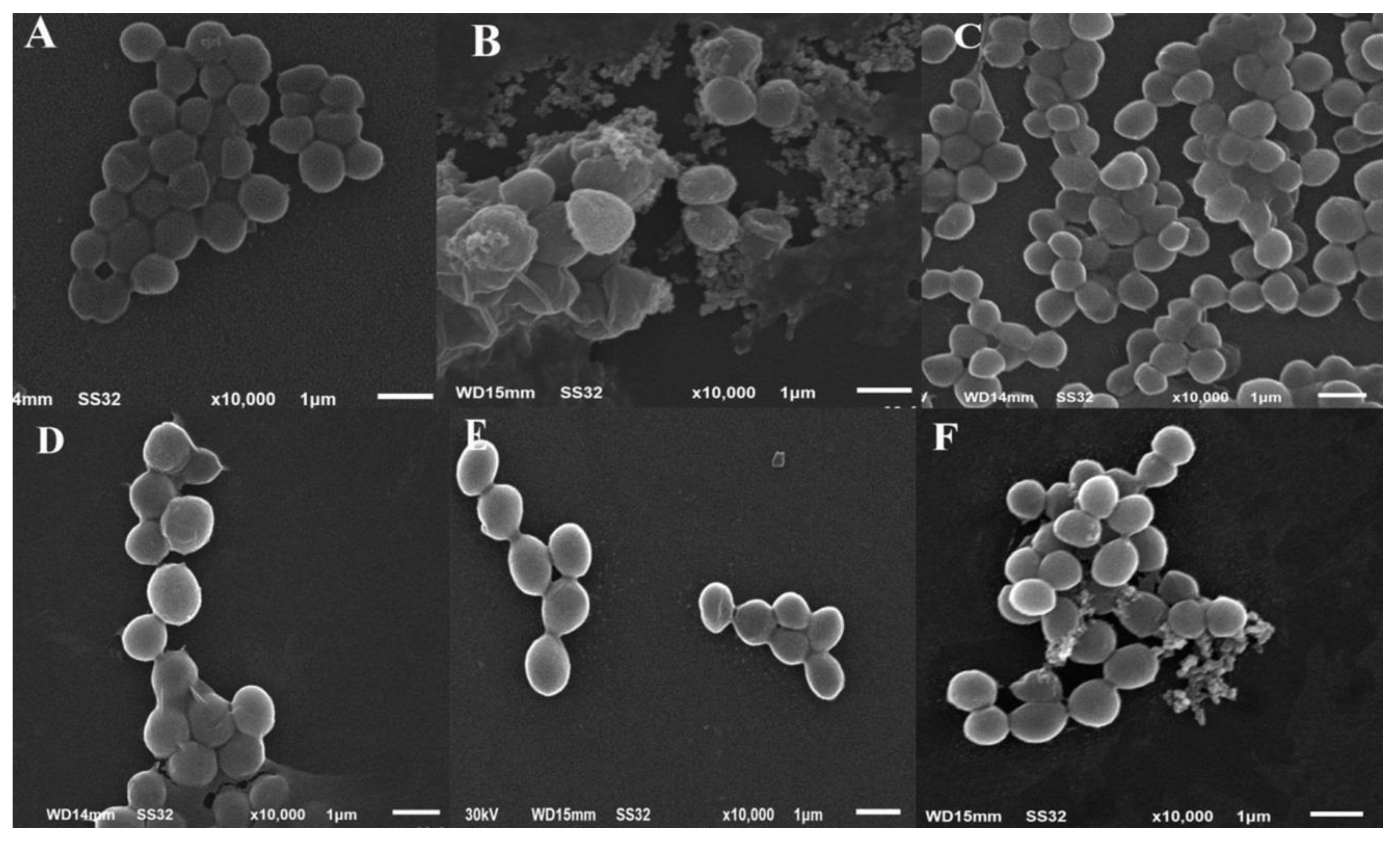 Molecules 26 00139 g005