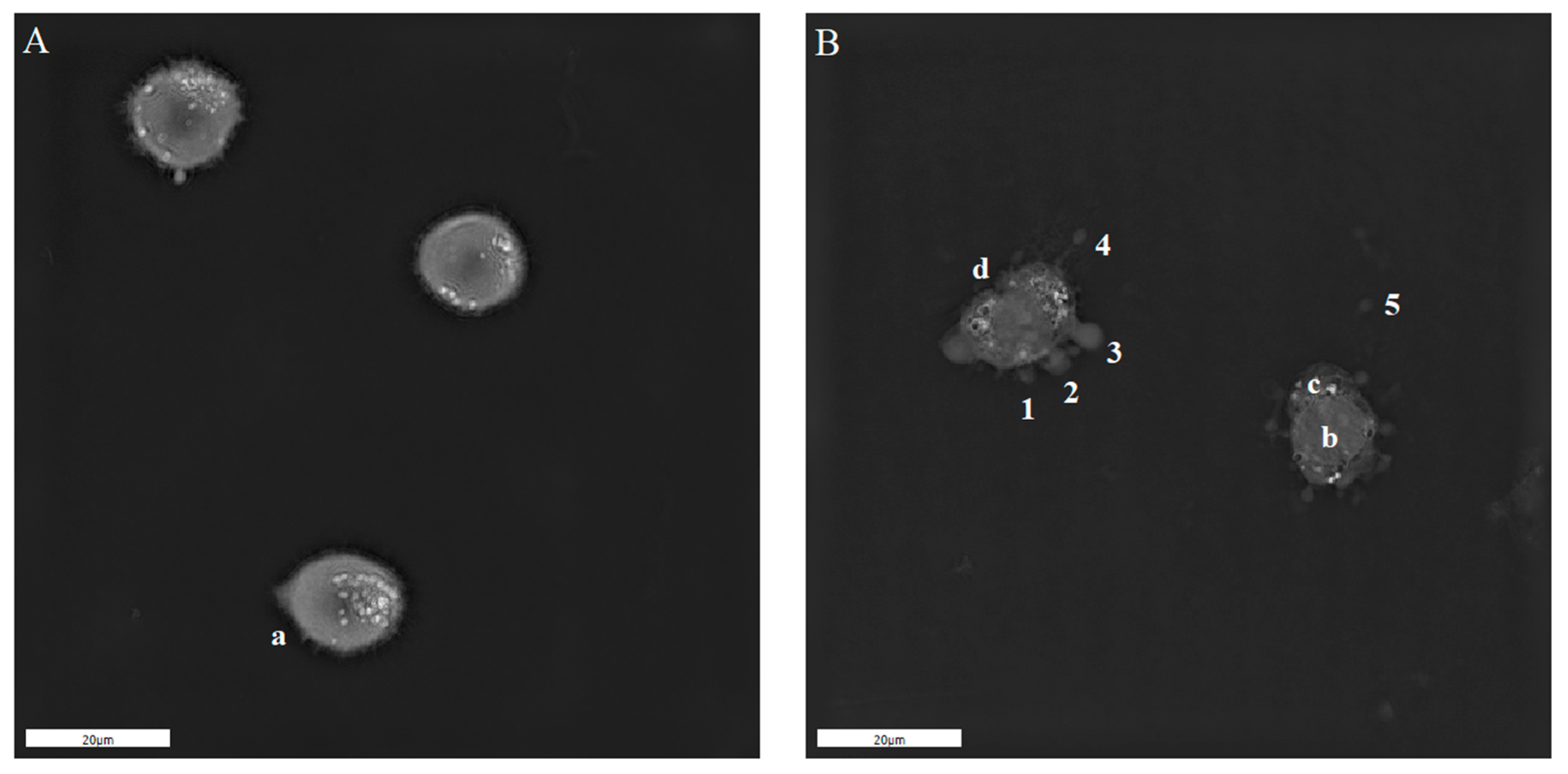 Molecules 26 00154 g005 Molecules 26 00154 g005
