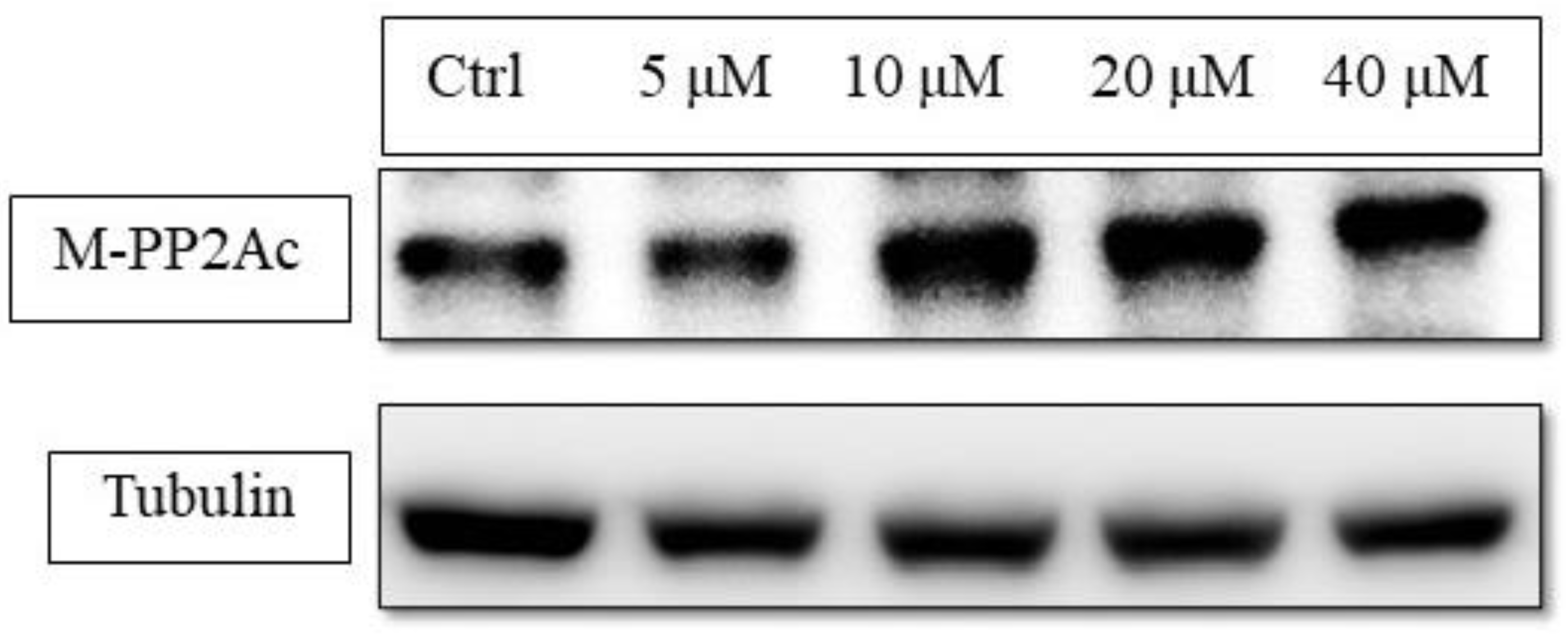 Molecules 26 00164 g005 Molecules 26 00164 g005