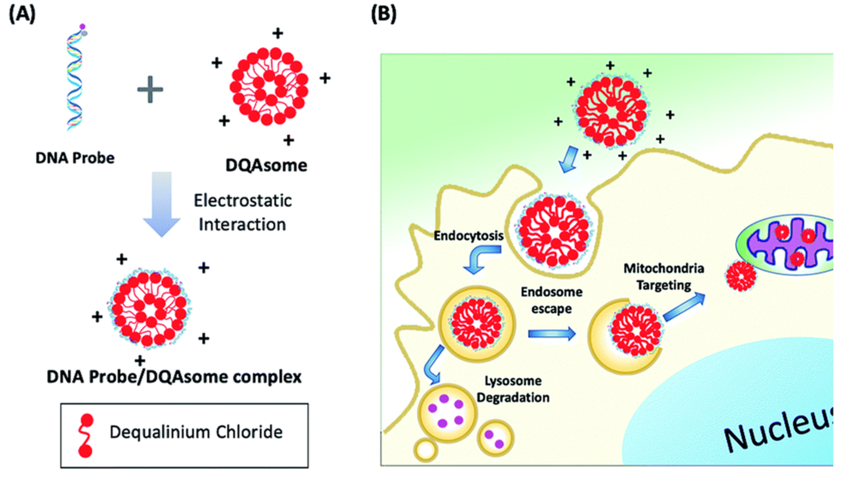 Molecules 26 00217 g006
