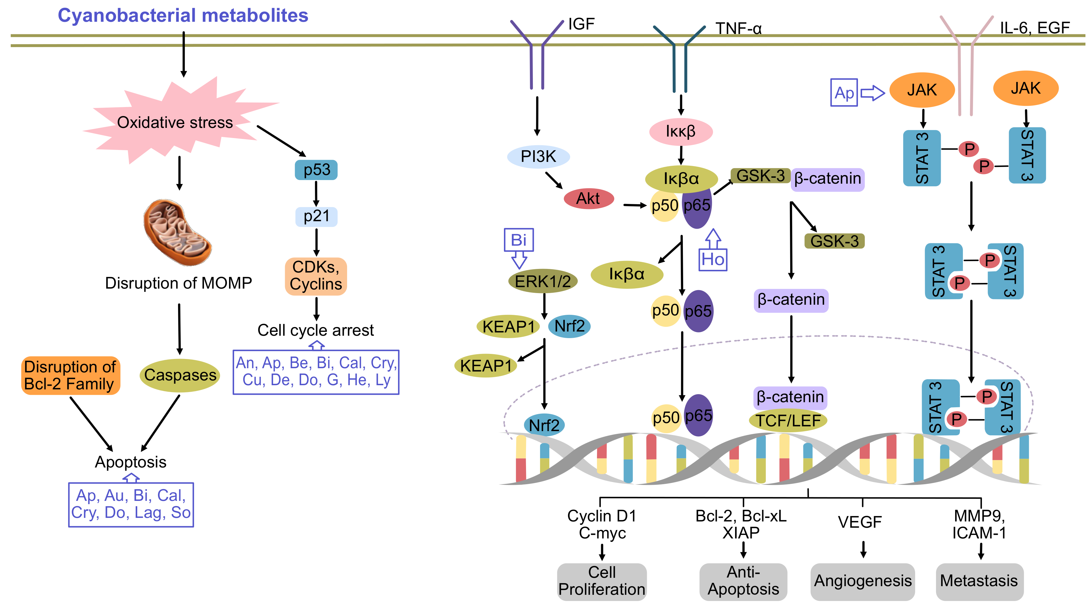 Molecules 26 00247 g001