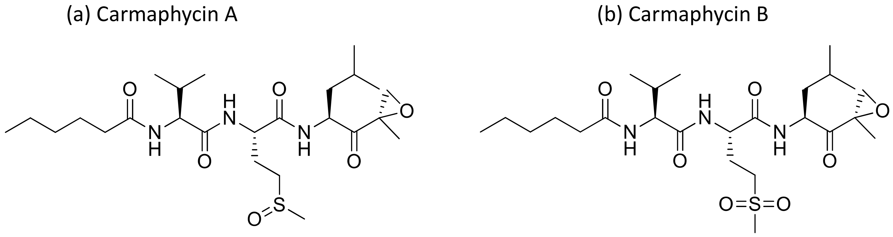 Molecules 26 00247 g009