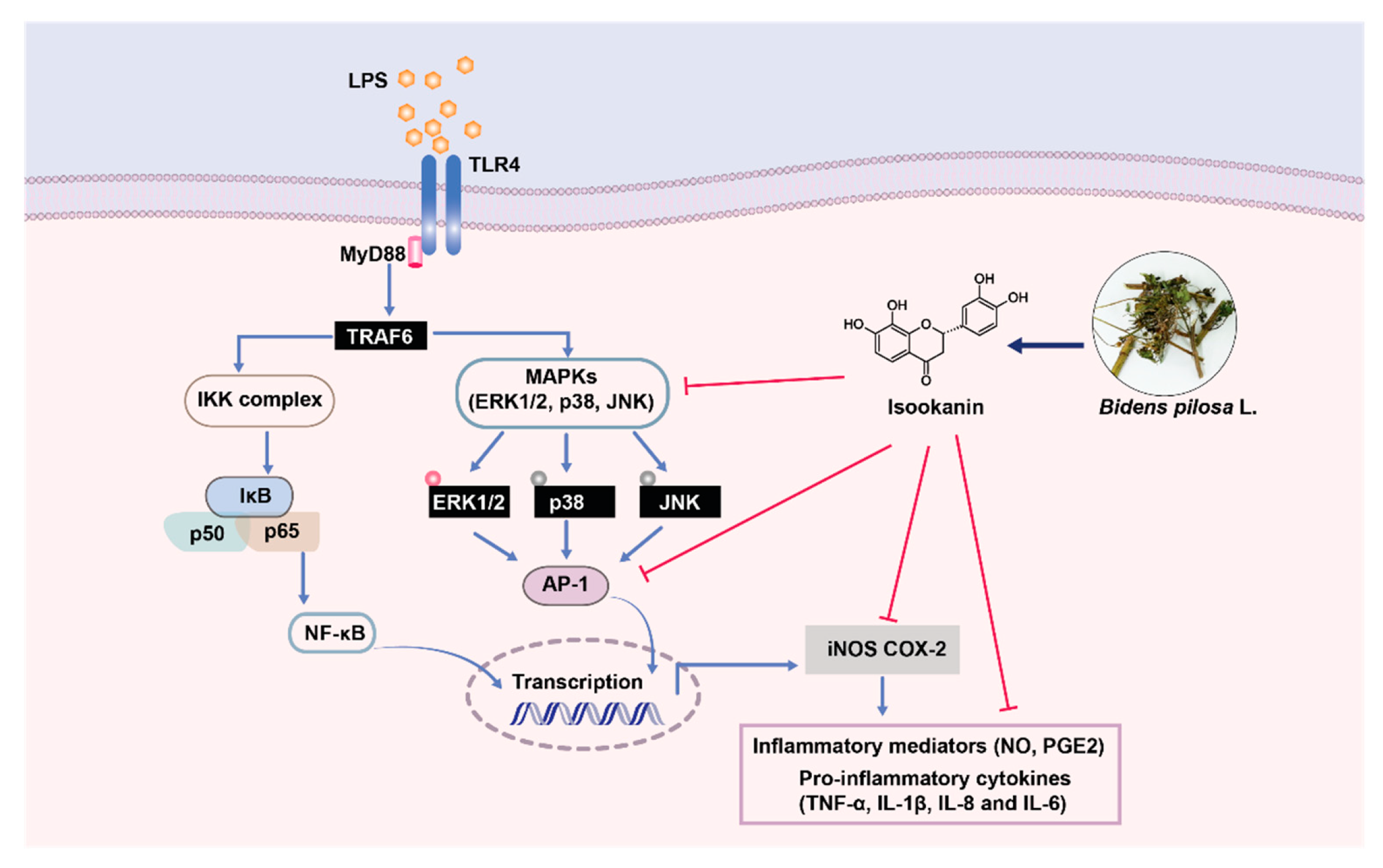 Molecules 26 00255 g008