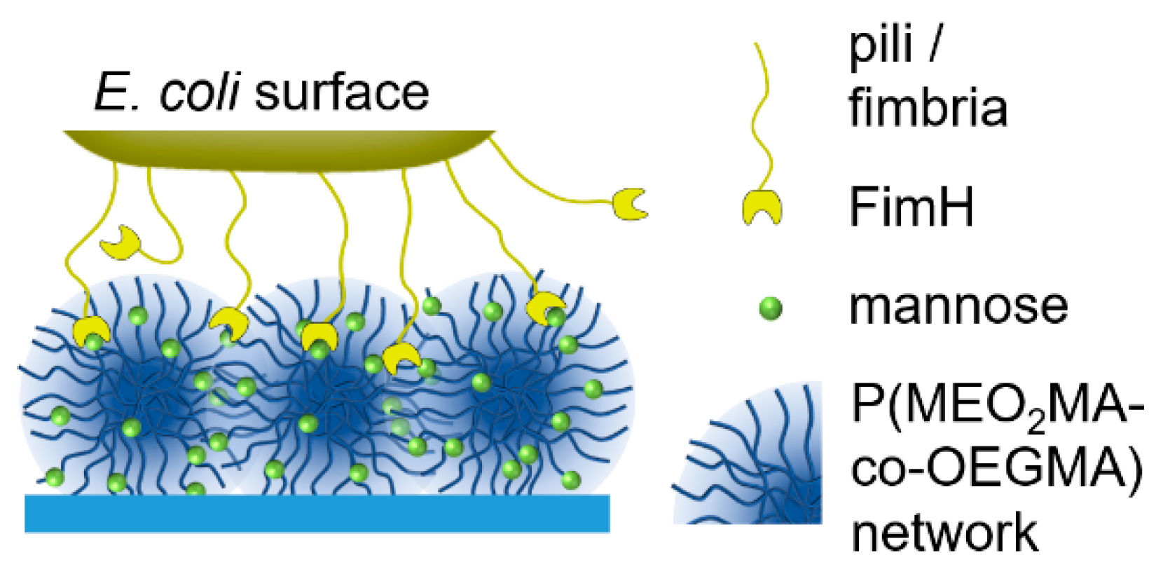 Molecules 26 00263 g001