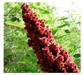 Molecules 26 00317 i002