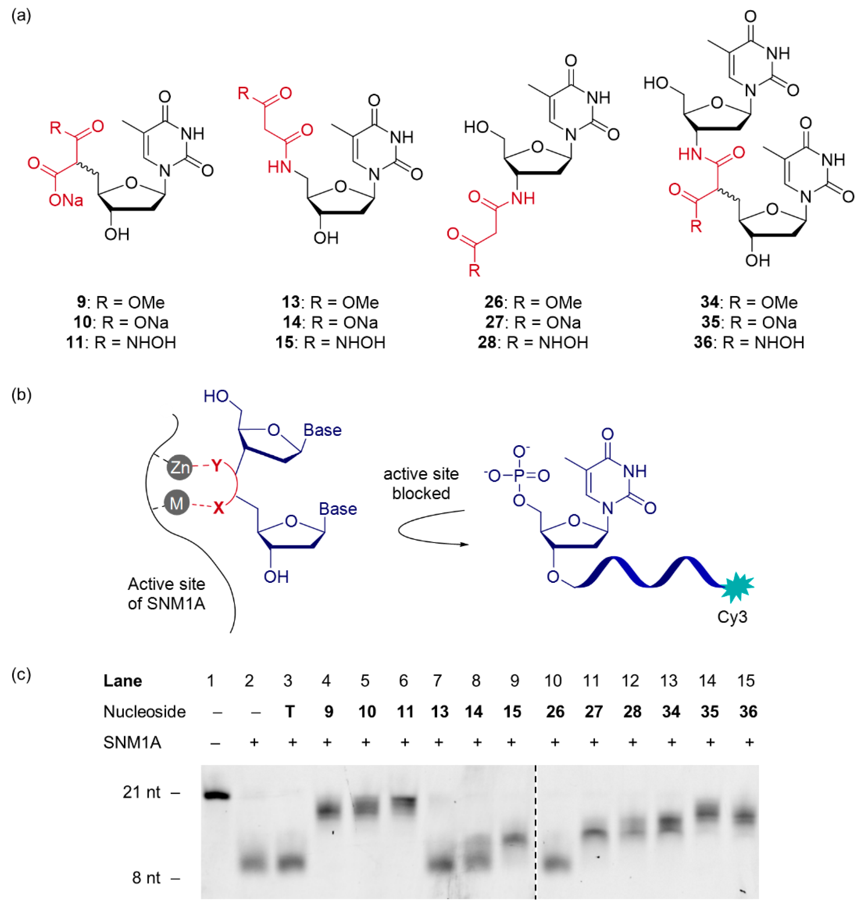 Molecules 26 00320 g002 Molecules 26 00320 g002