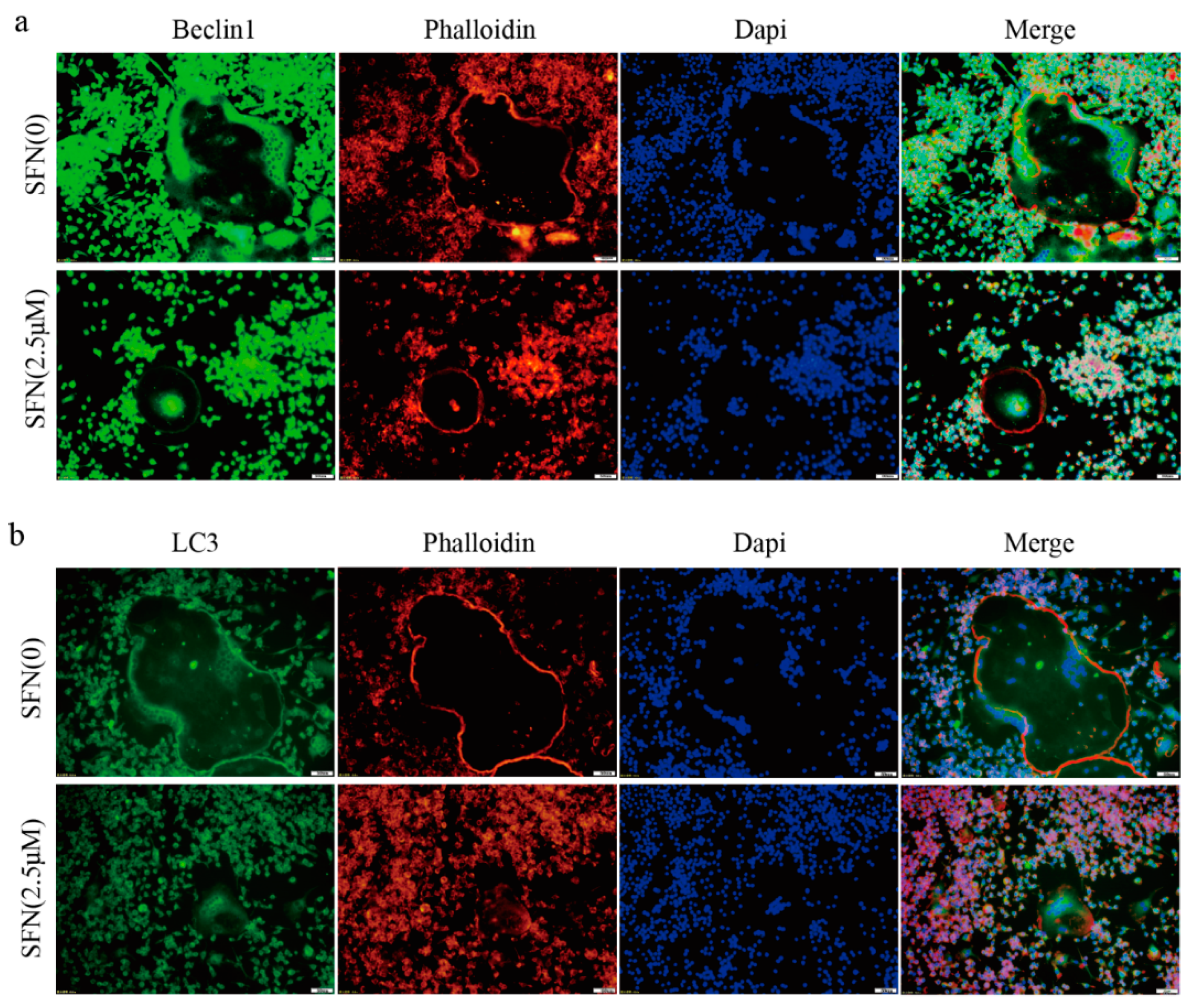 Molecules 26 00347 g002