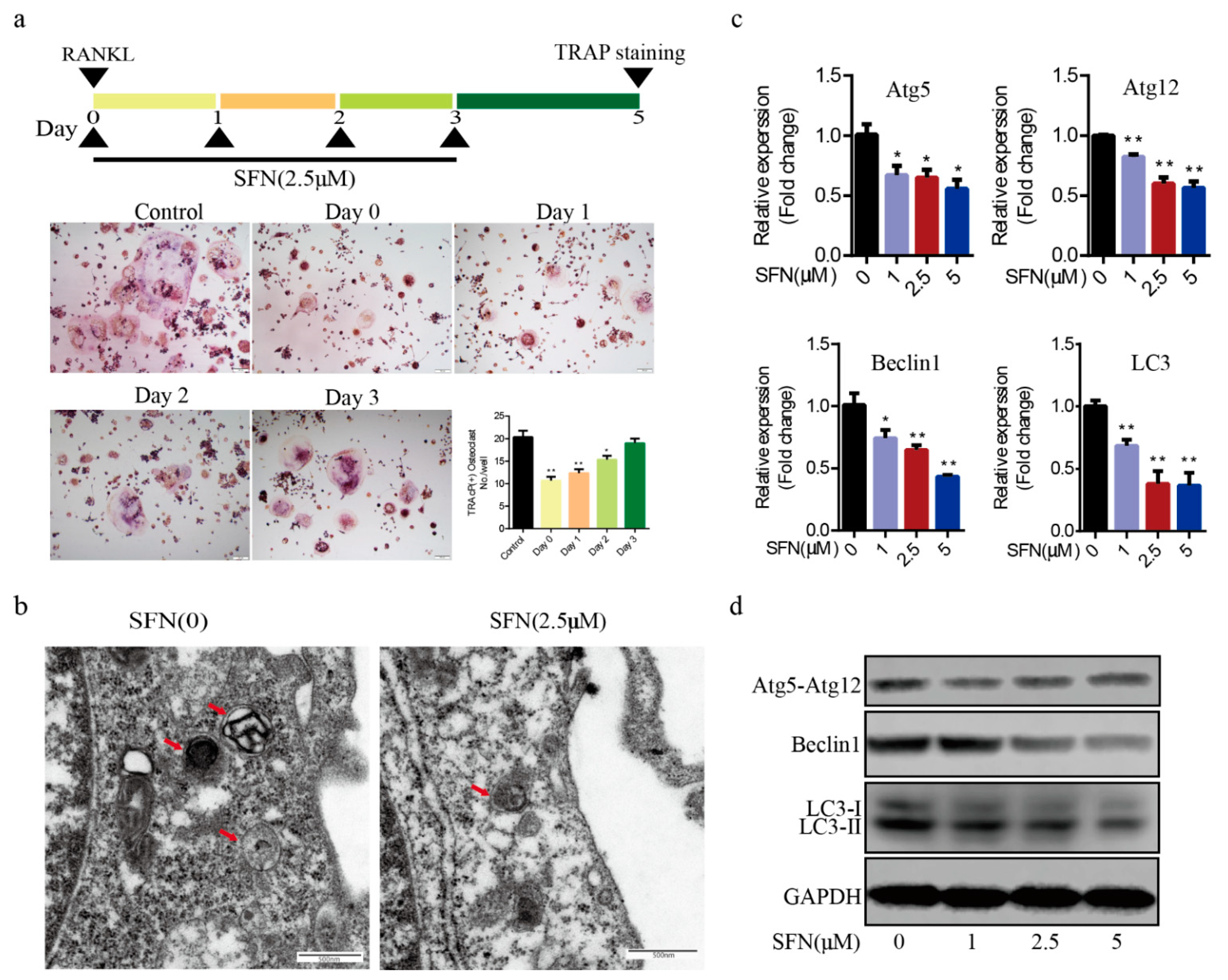 Molecules 26 00347 g003