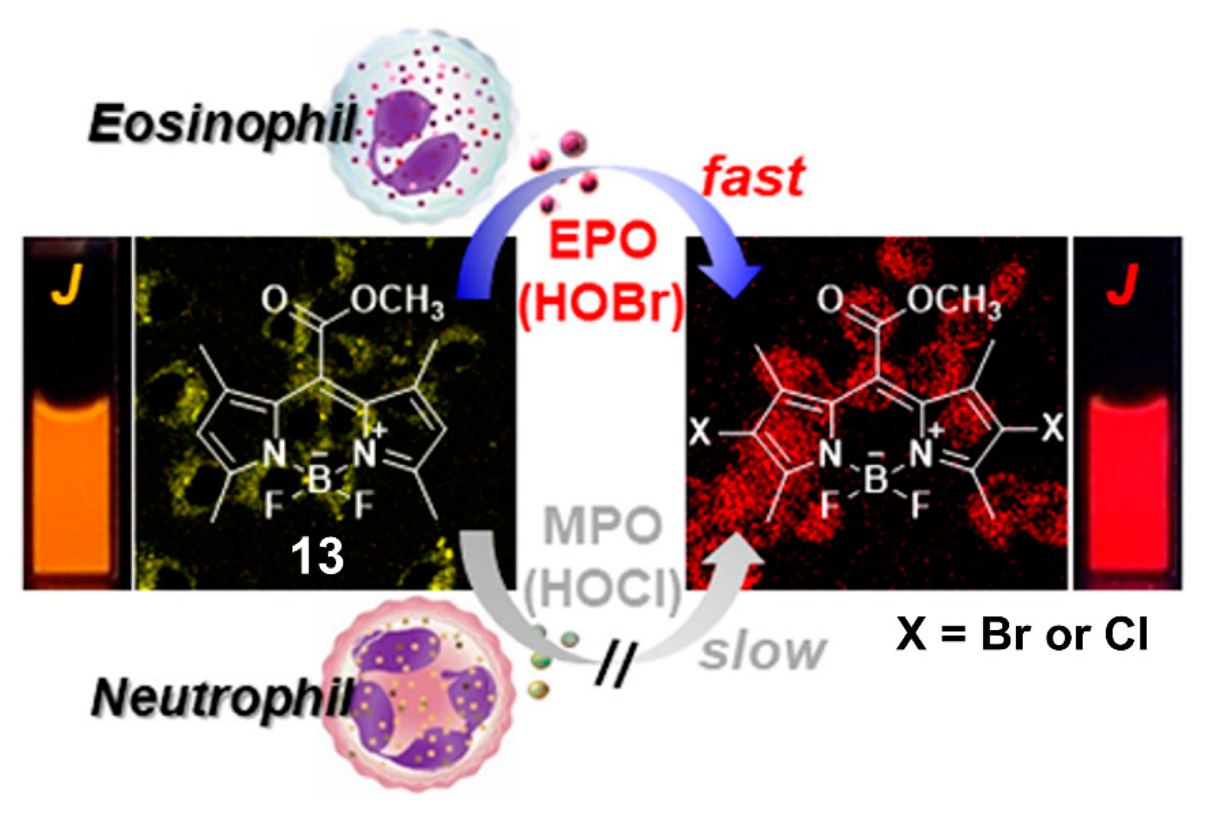 Molecules 26 00363 g013 Molecules 26 00363 g013