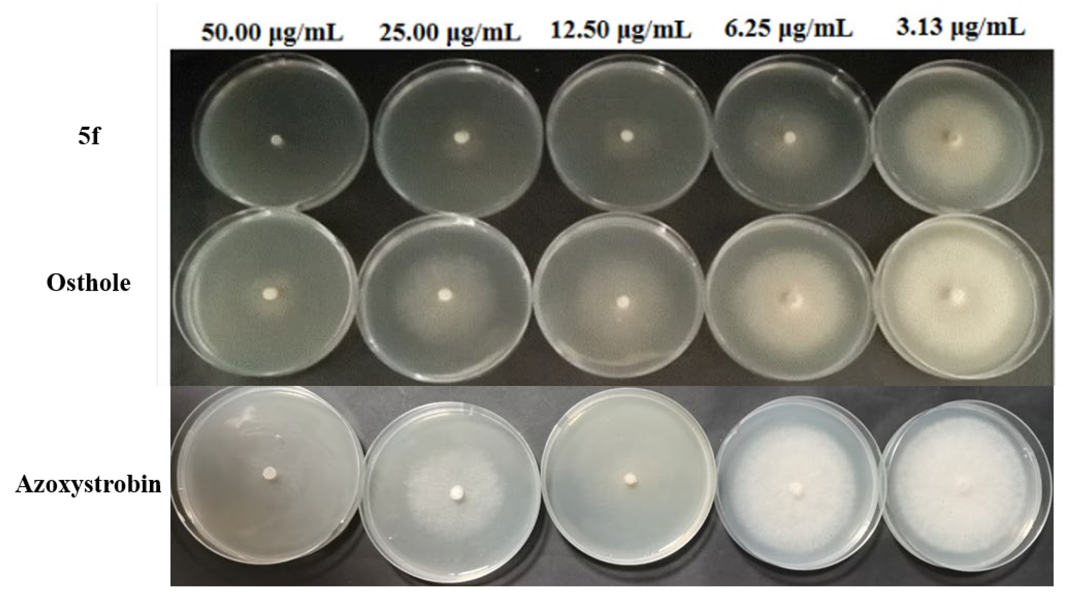 Molecules 26 00372 g004