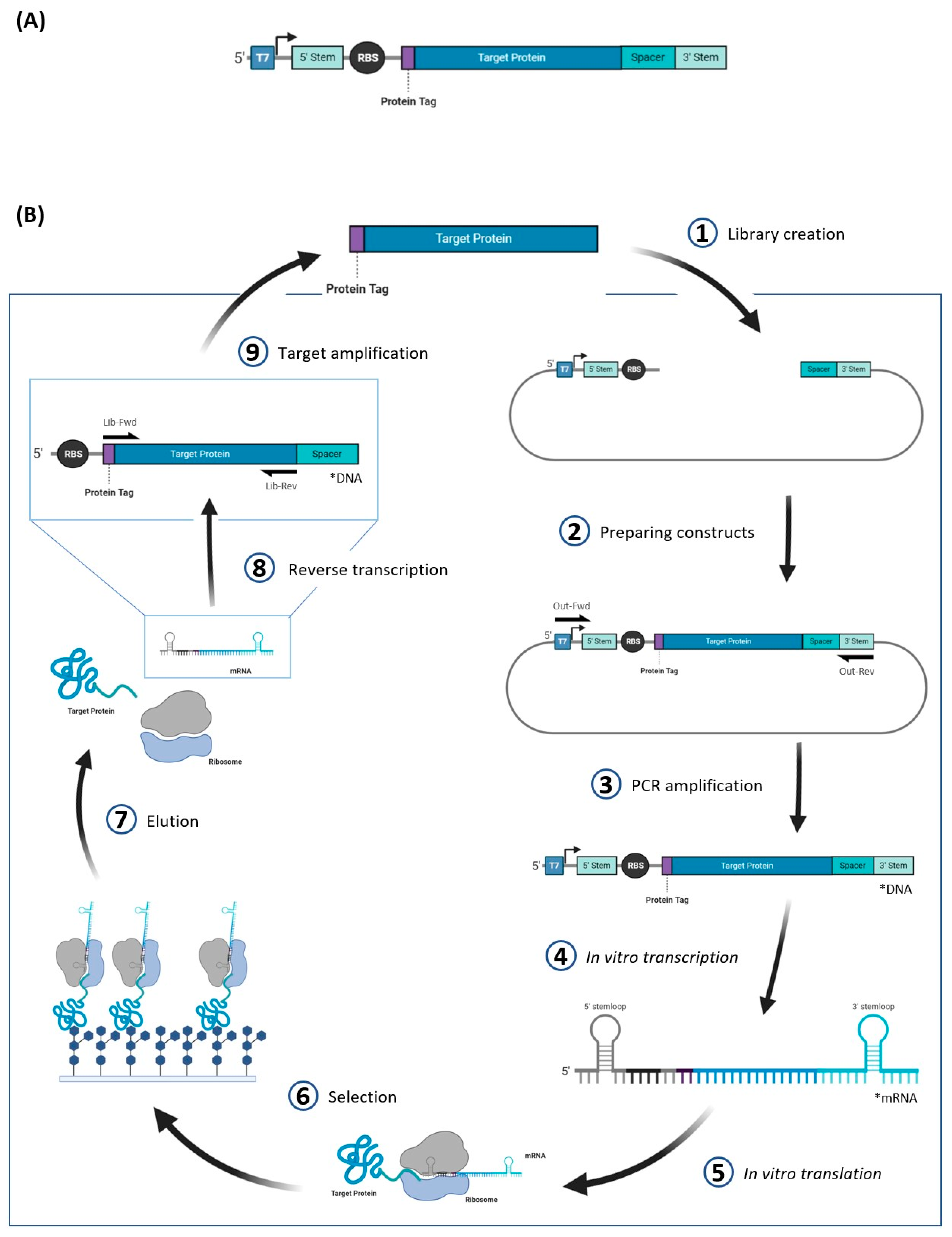 Molecules 26 00380 g004