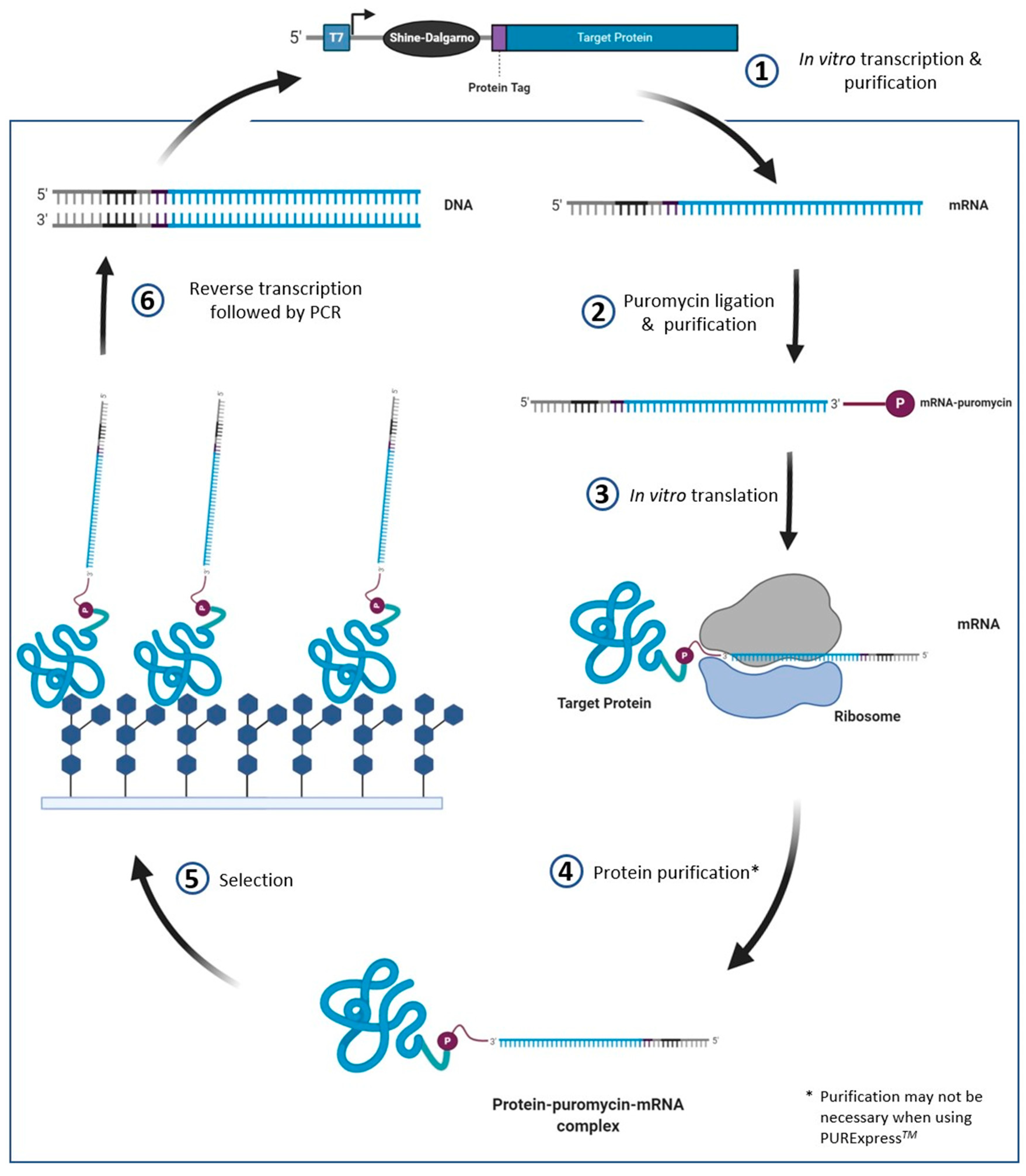 Molecules 26 00380 g005