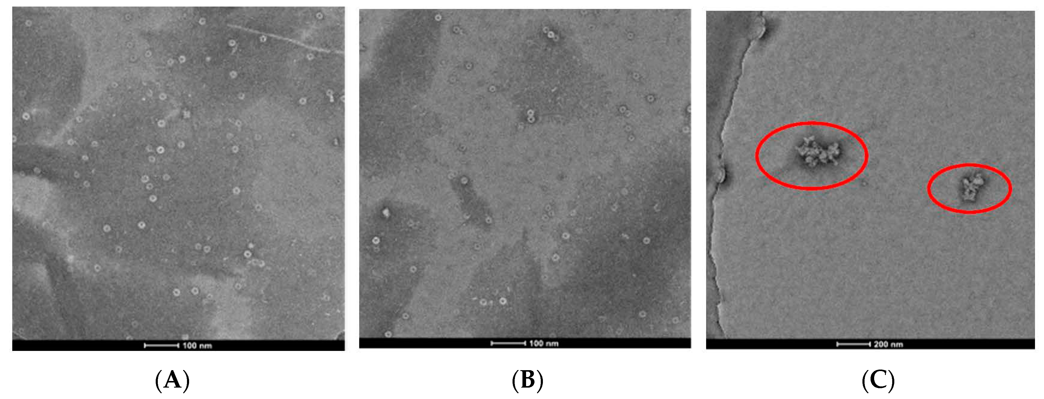 Molecules 26 00383 g004 Molecules 26 00383 g004