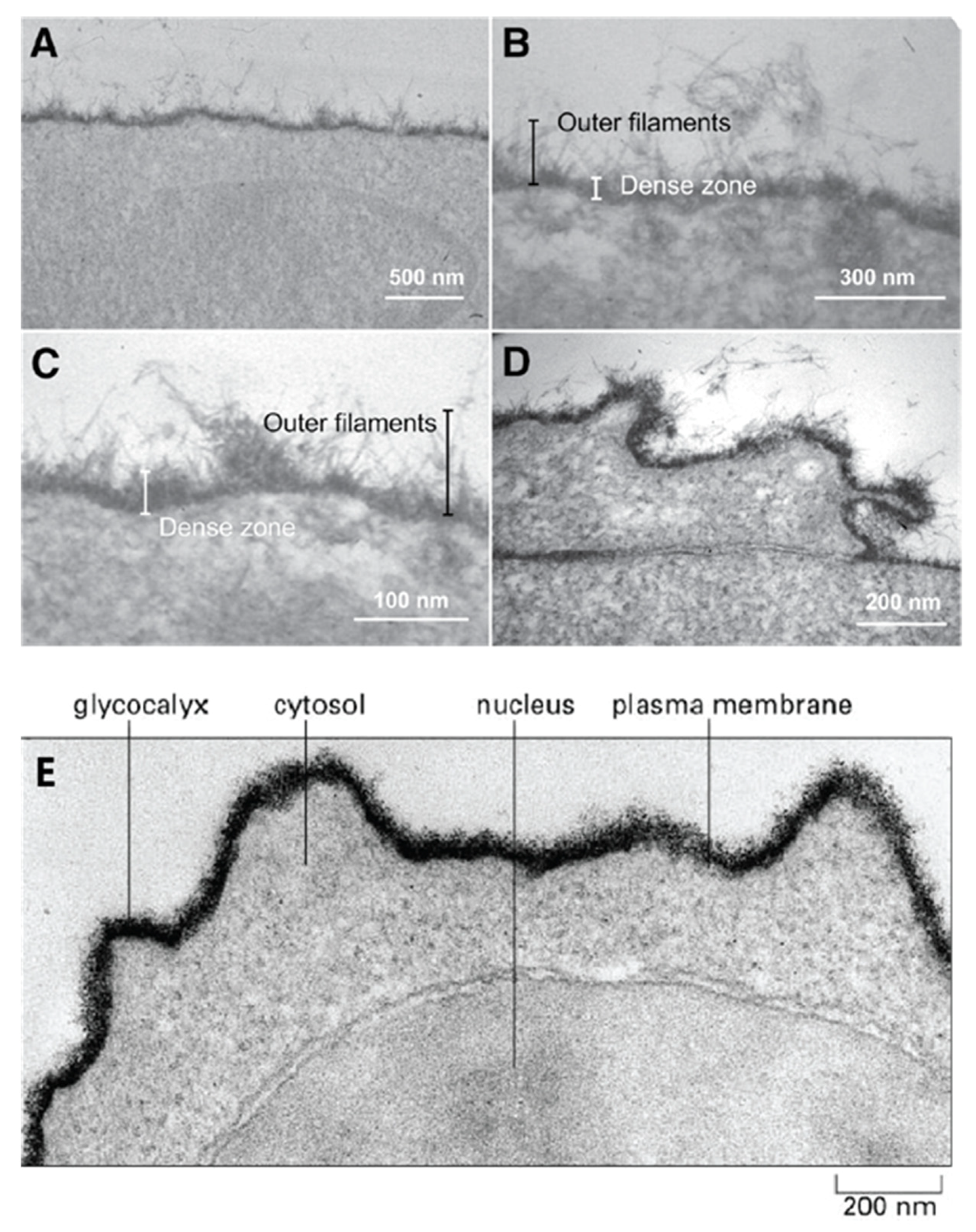 Molecules 26 00397 g001