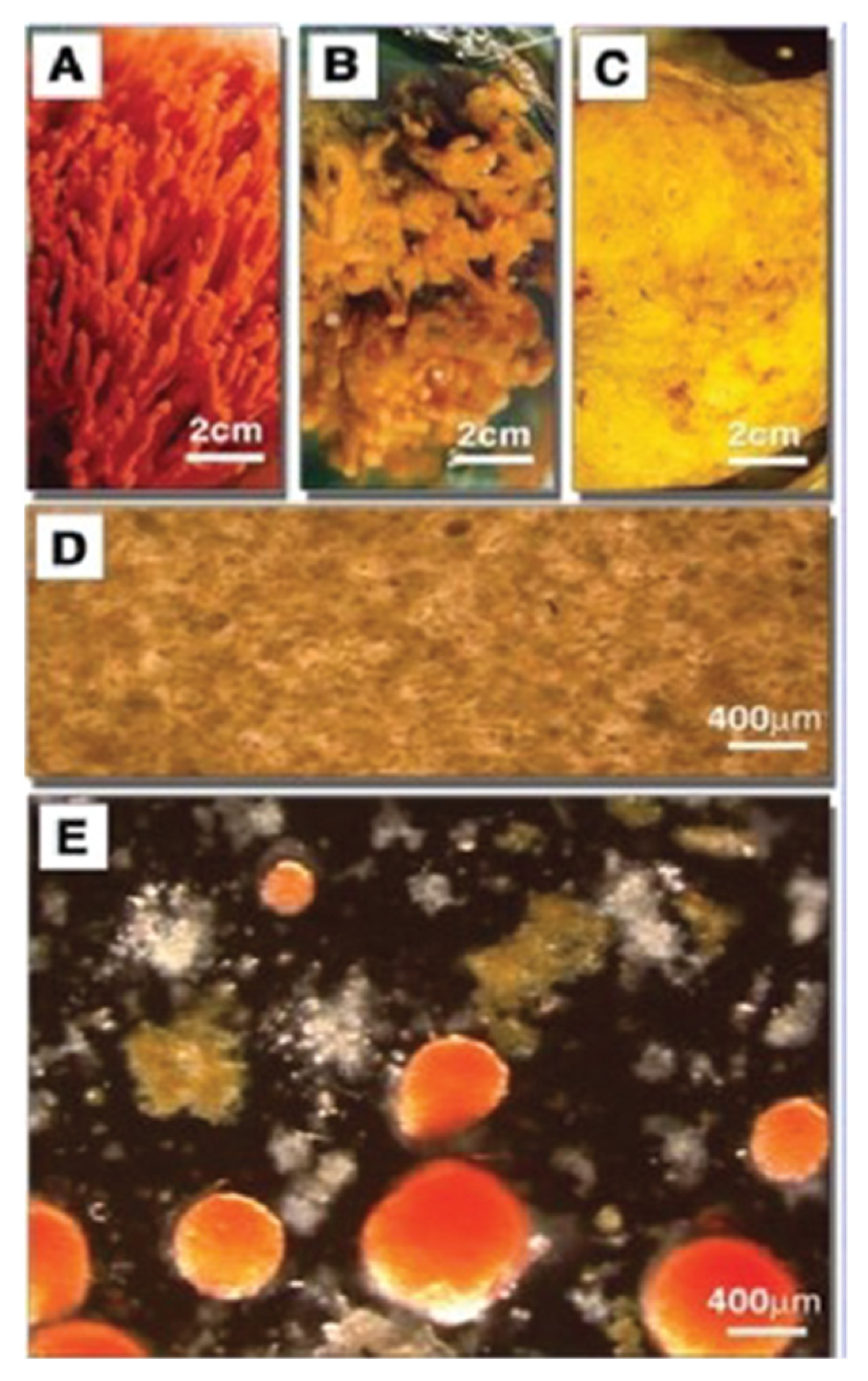 Molecules 26 00397 g006