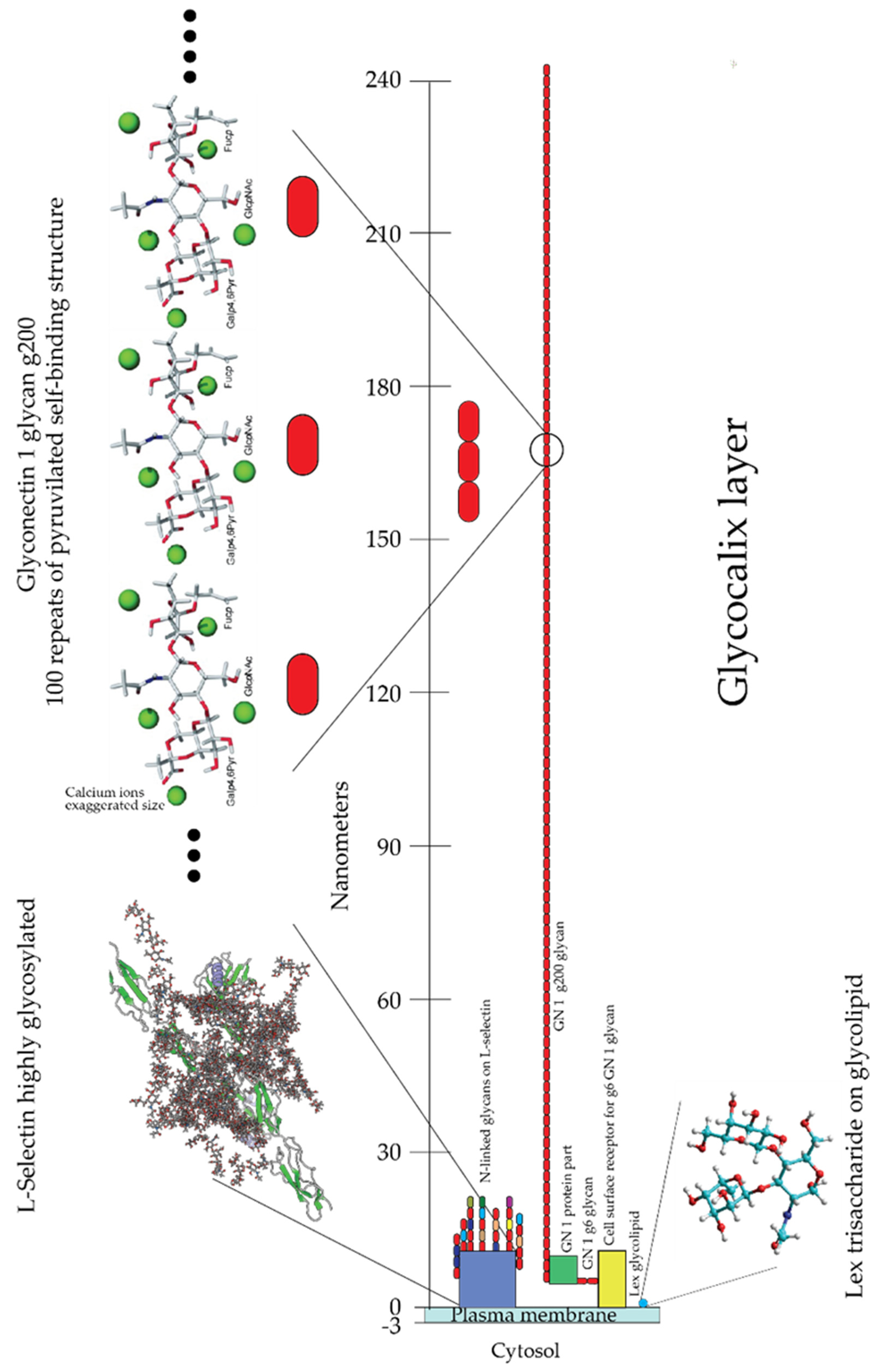 Molecules 26 00397 g010