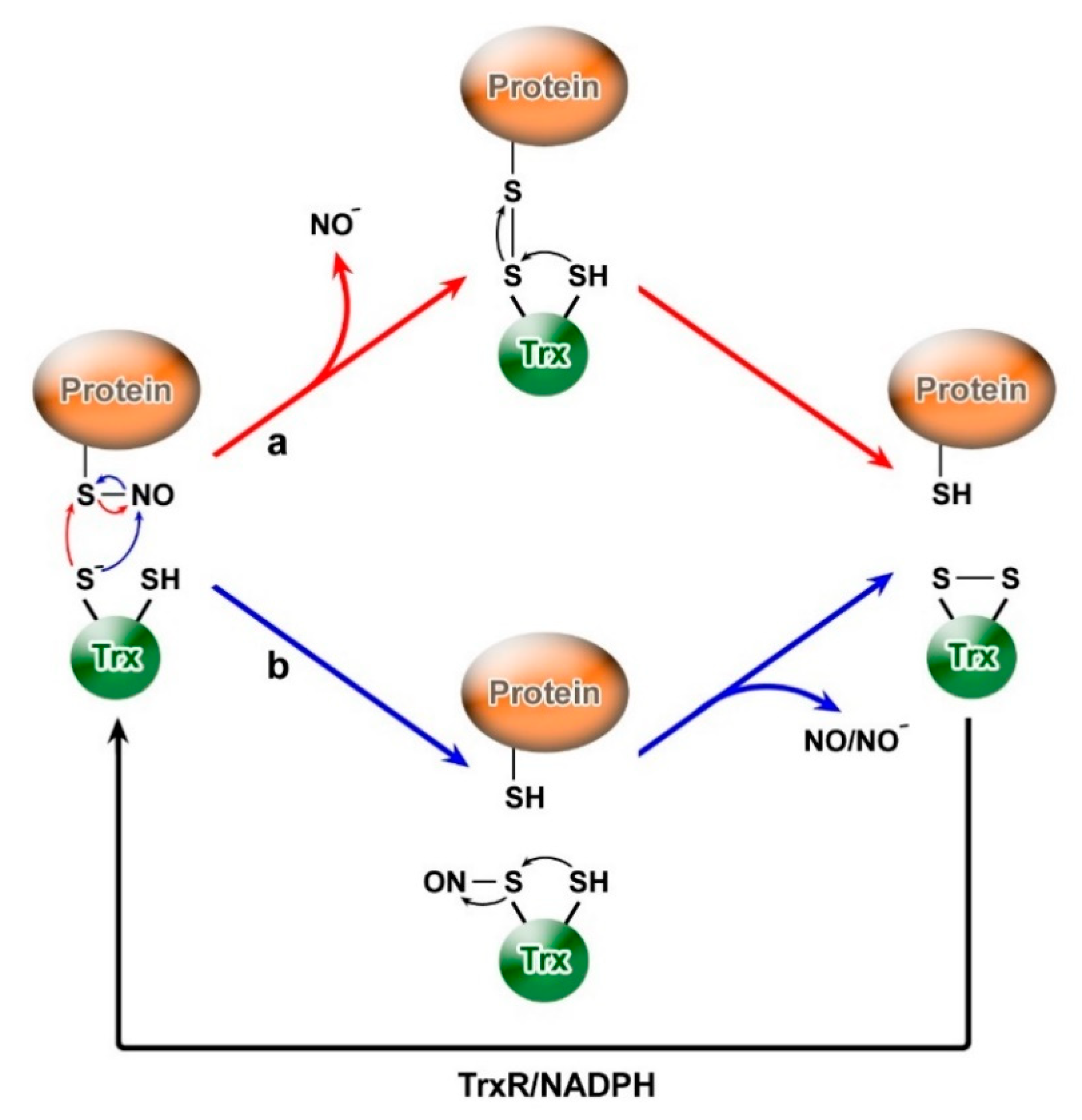 Molecules 26 00435 g002 Molecules 26 00435 g002