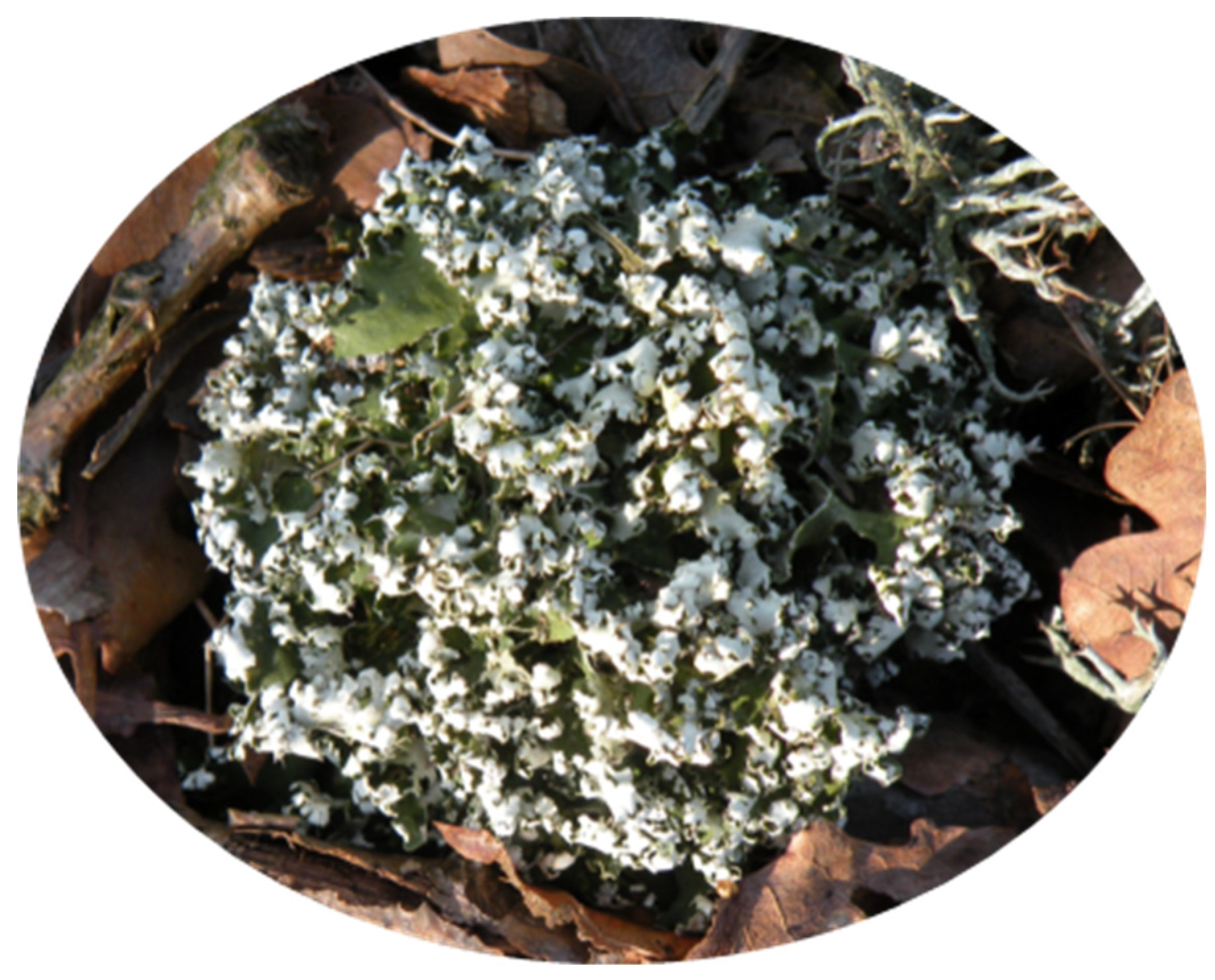 Molecules 26 00455 g004