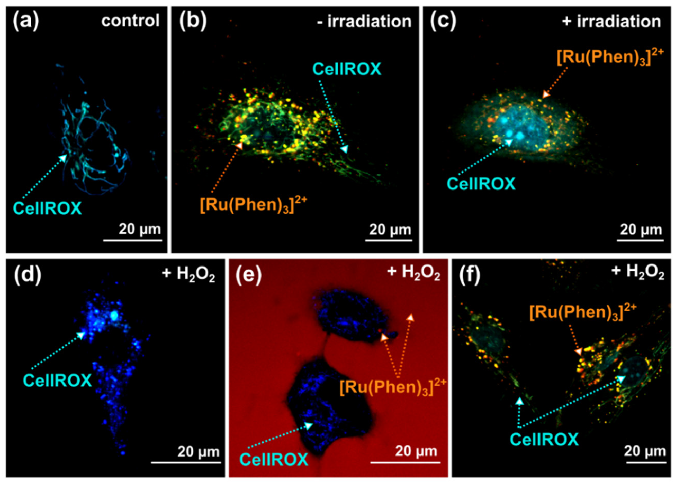Molecules 26 00485 g006