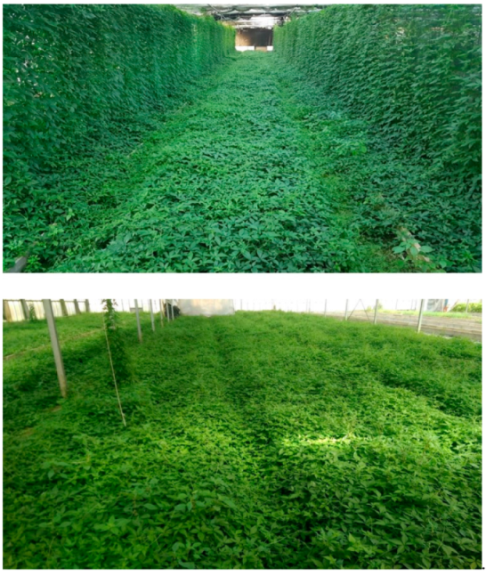 Molecules 26 00570 g001