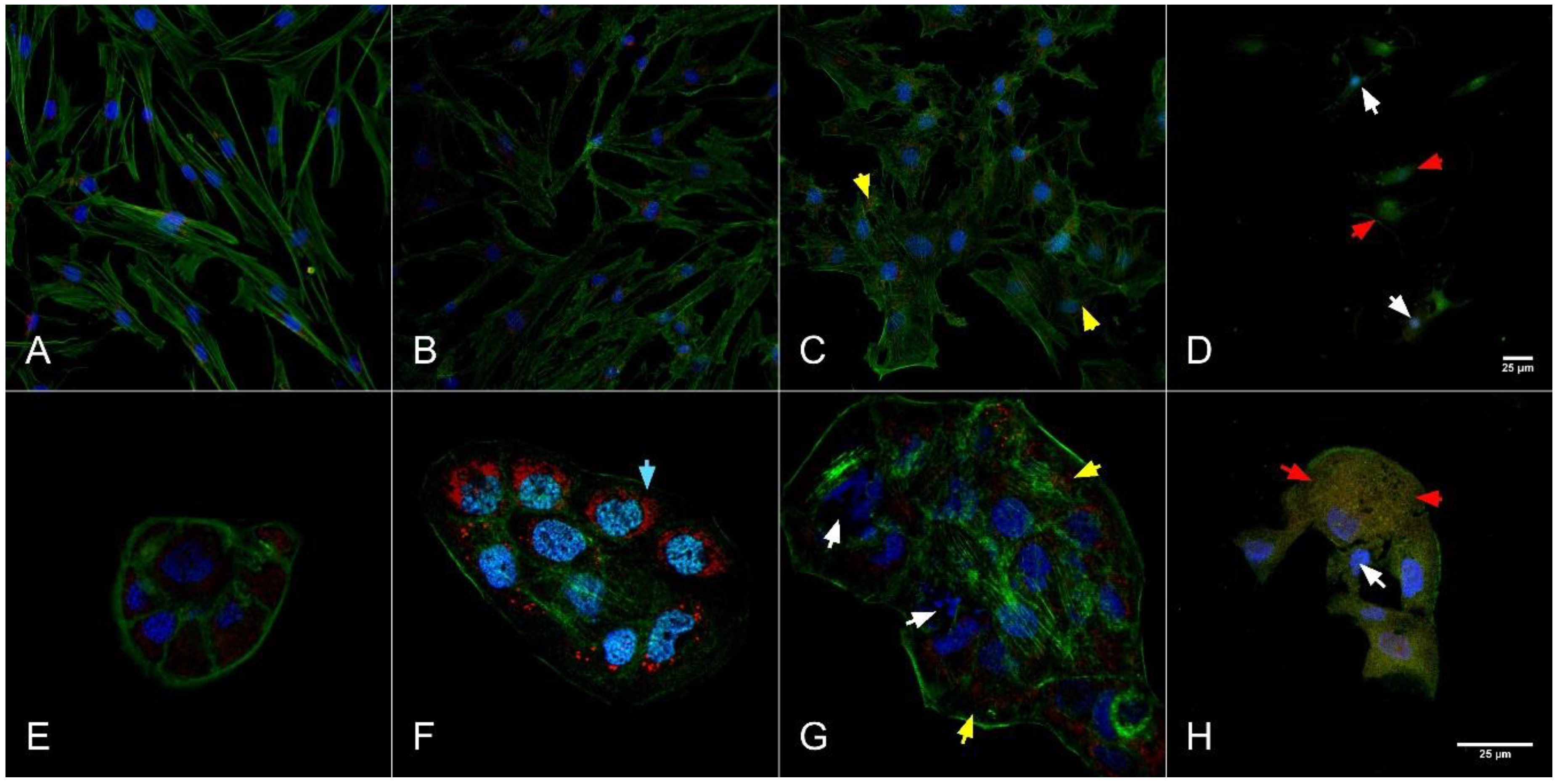 Molecules 26 00574 g003