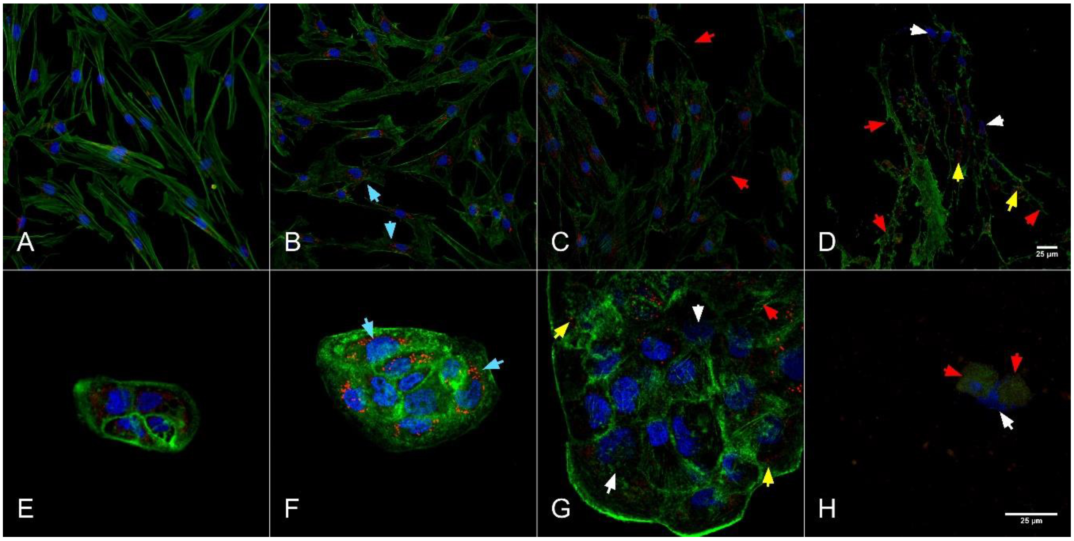 Molecules 26 00574 g004