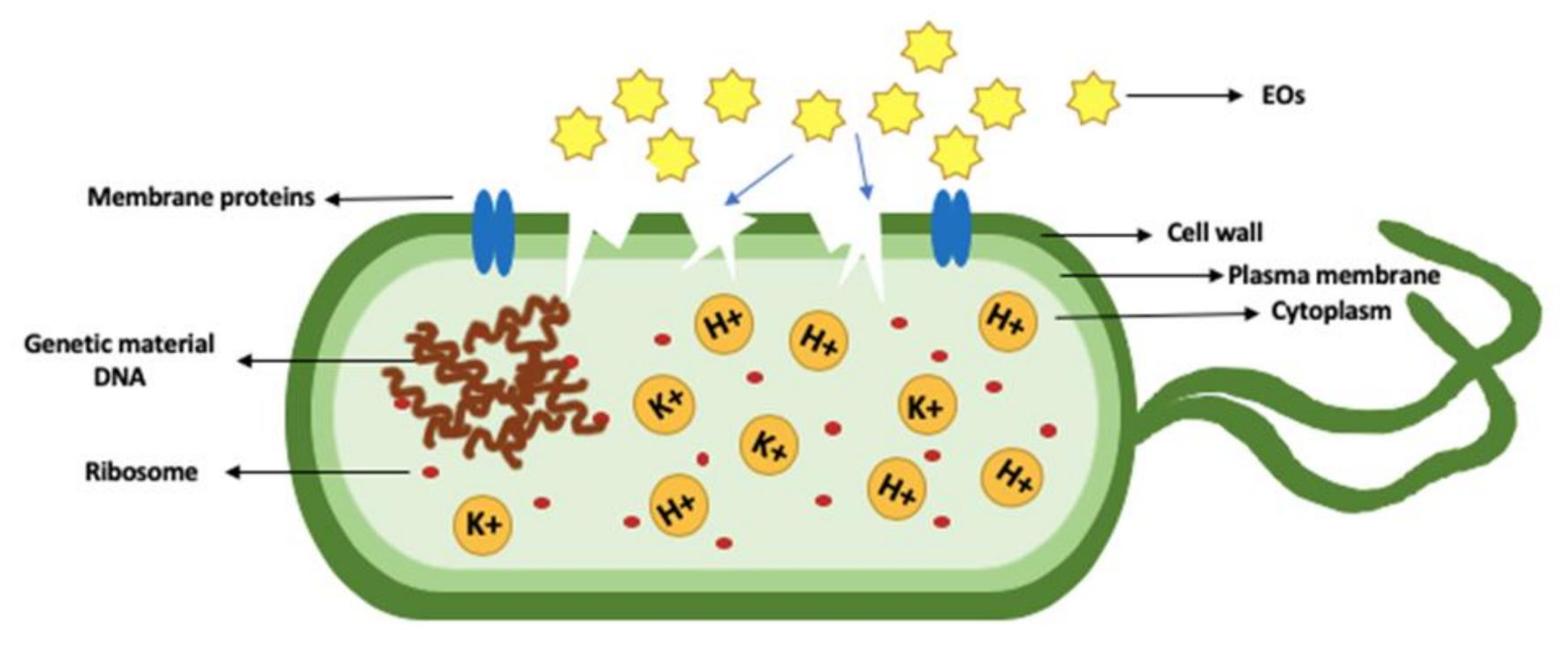 Molecules 26 00628 g001