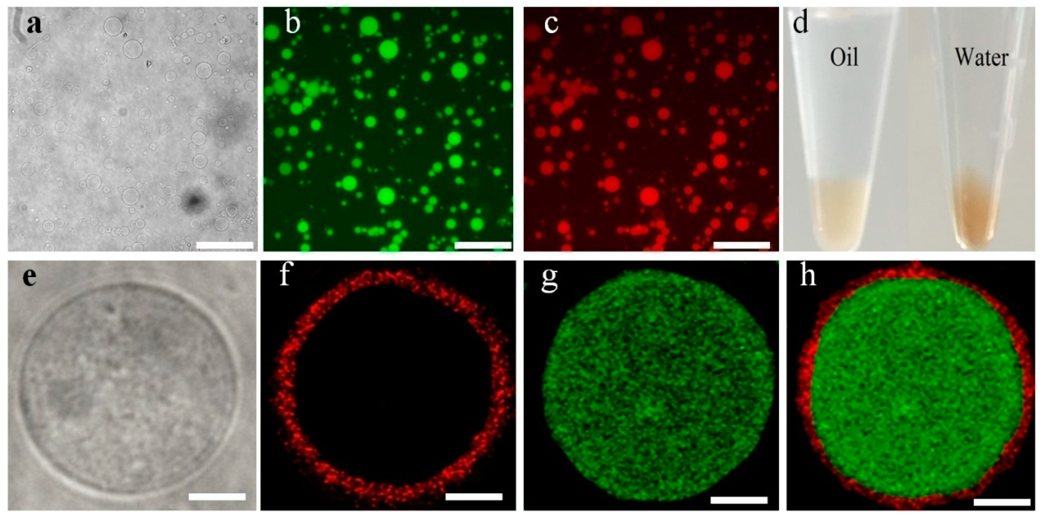 Molecules 26 00633 g003