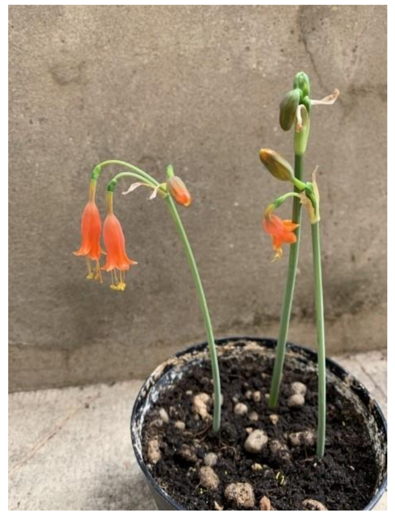 Molecules 26 00637 g001