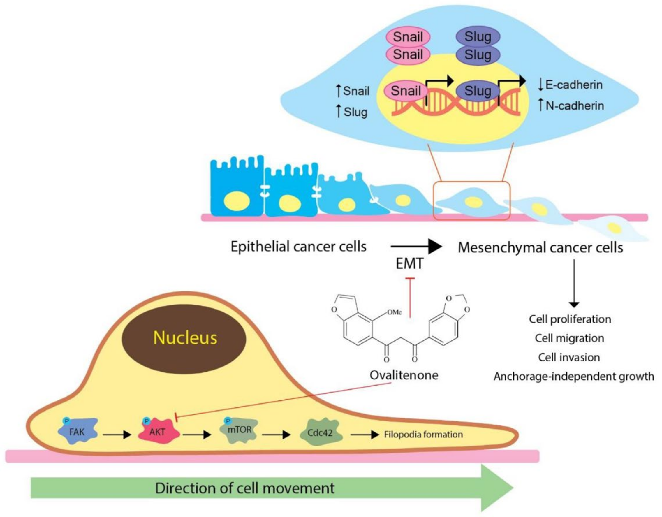 Molecules 26 00638 g007 Molecules 26 00638 g007