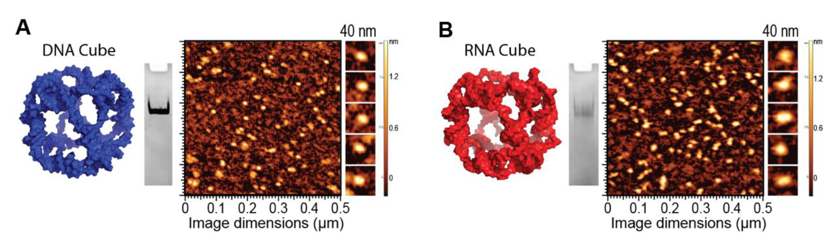 Molecules 26 00652 g002