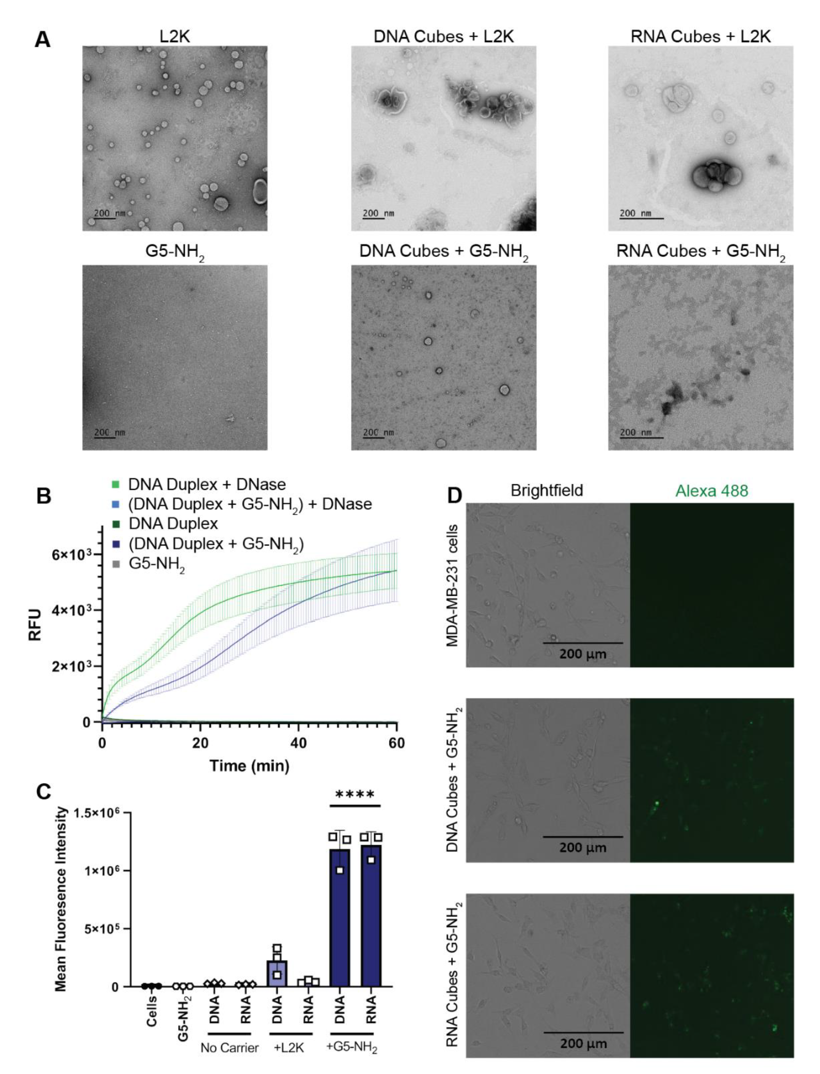 Molecules 26 00652 g003