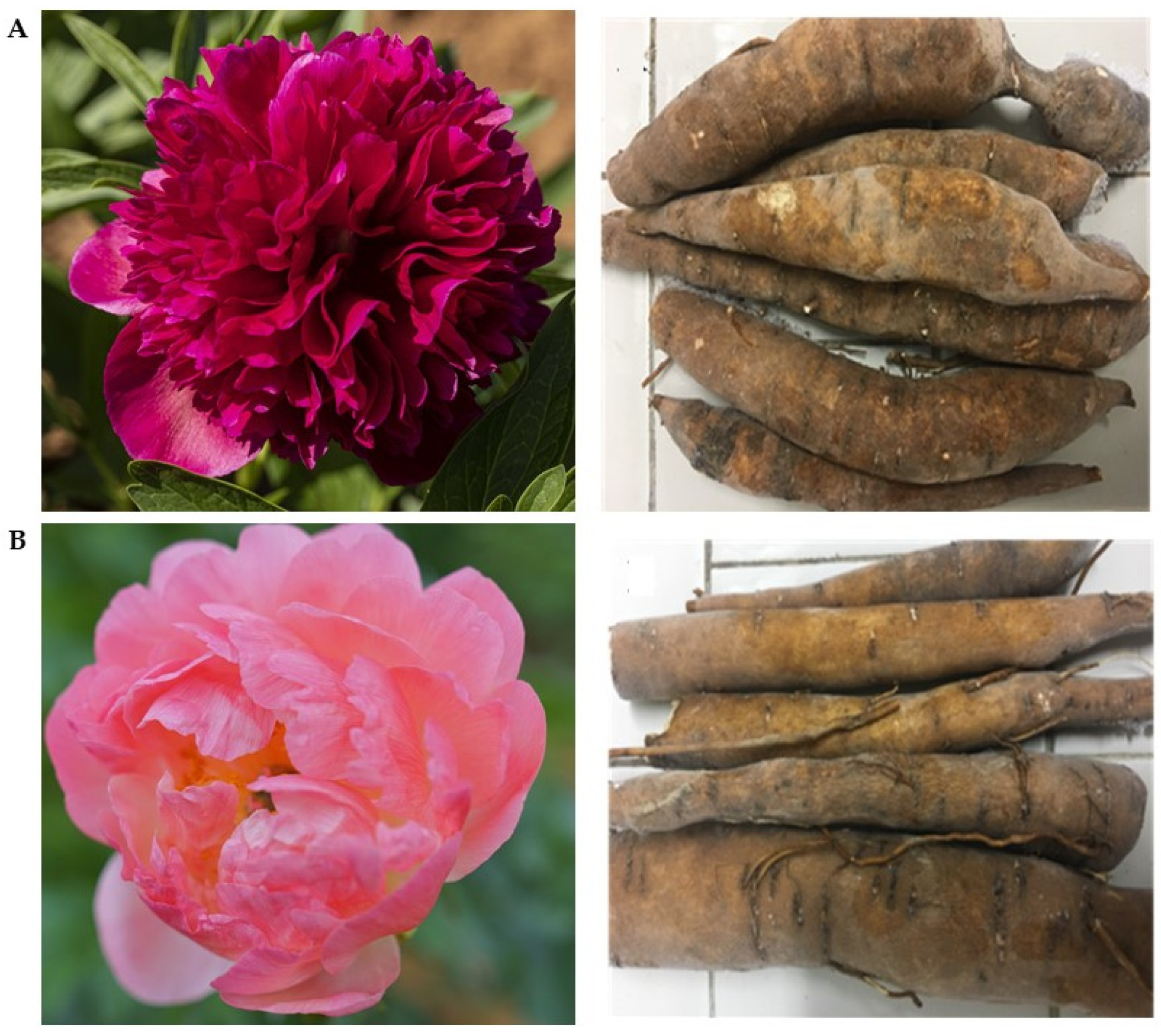 Molecules 26 00655 g001 Molecules 26 00655 g001