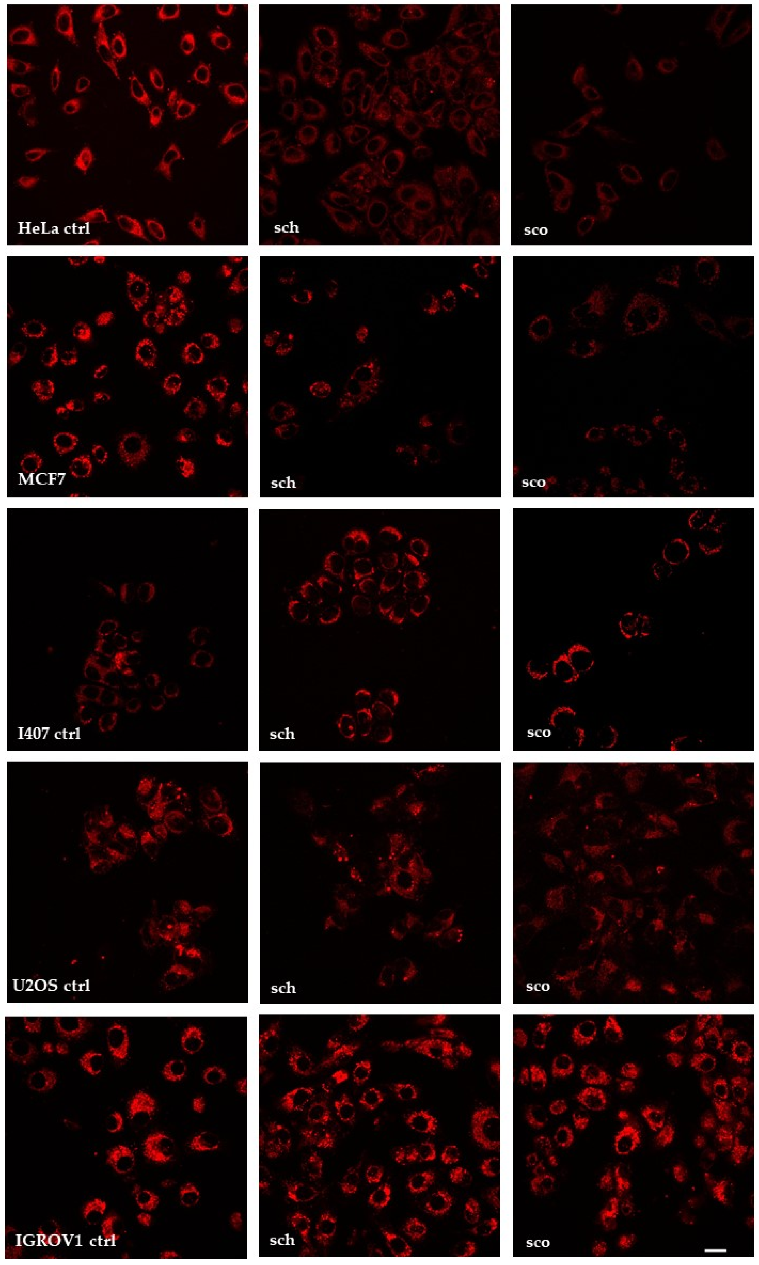 Molecules 26 00655 g003 Molecules 26 00655 g003