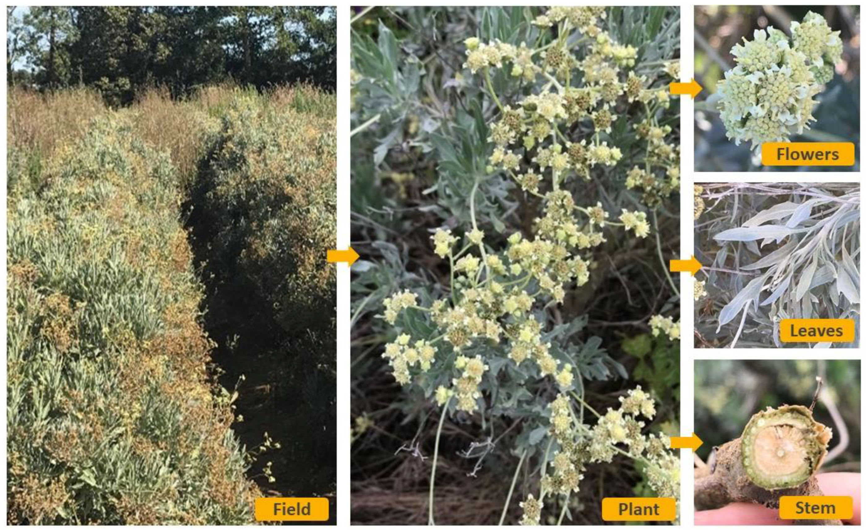 Molecules 26 00664 g003