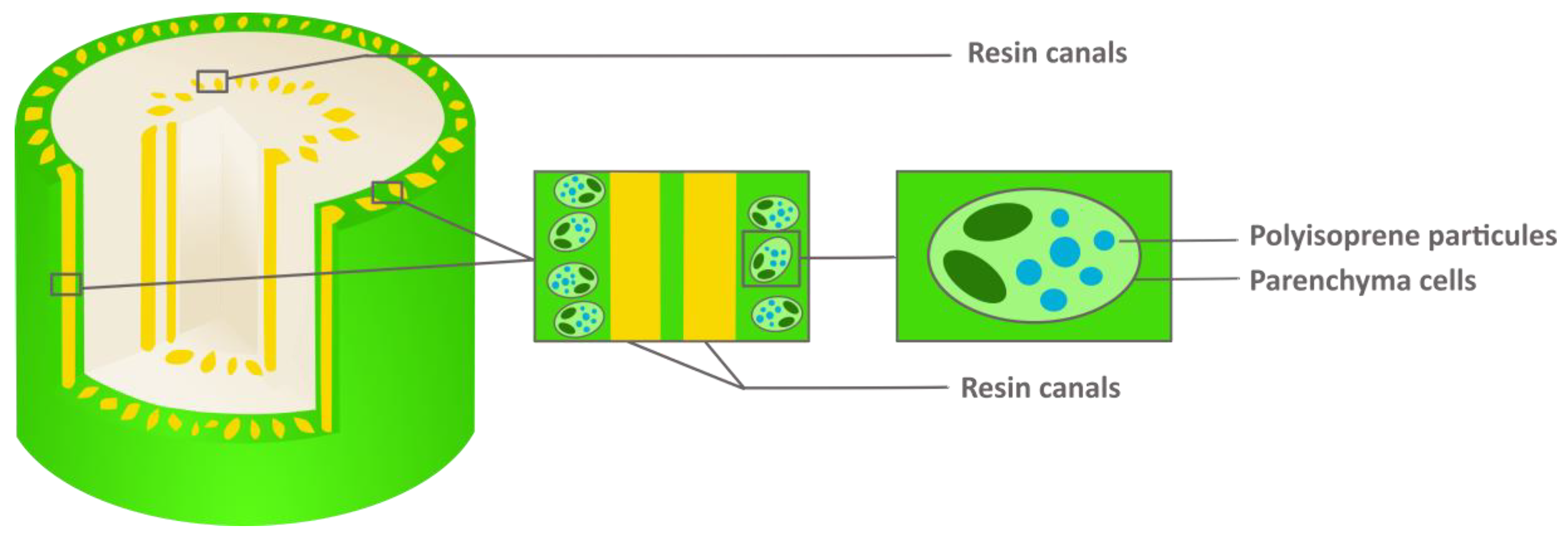 Molecules 26 00664 g004
