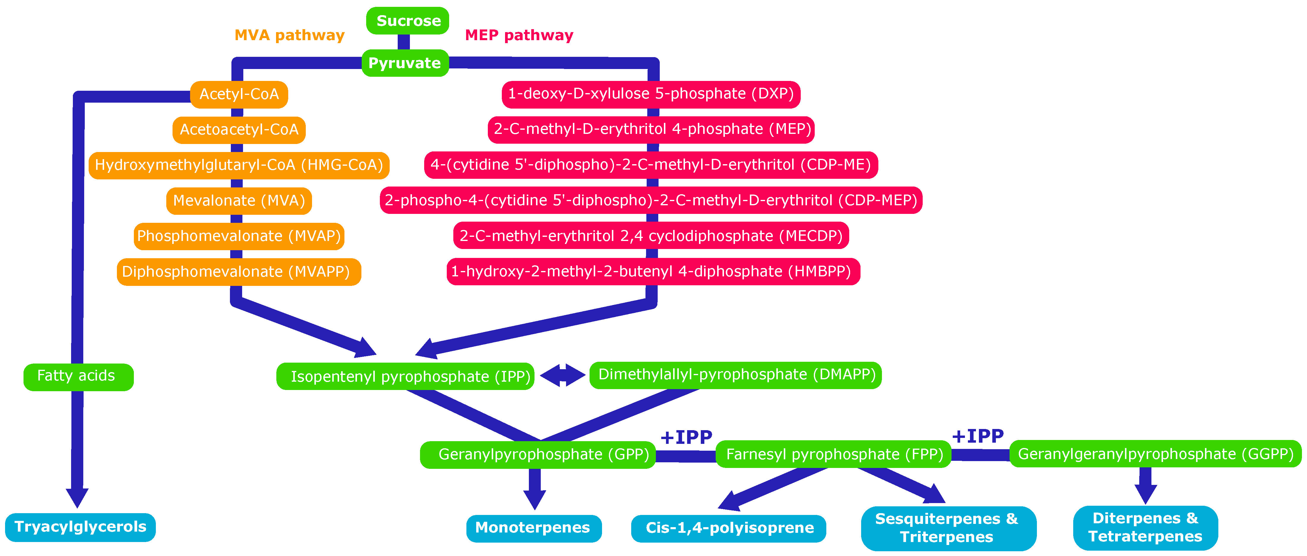 Molecules 26 00664 g006