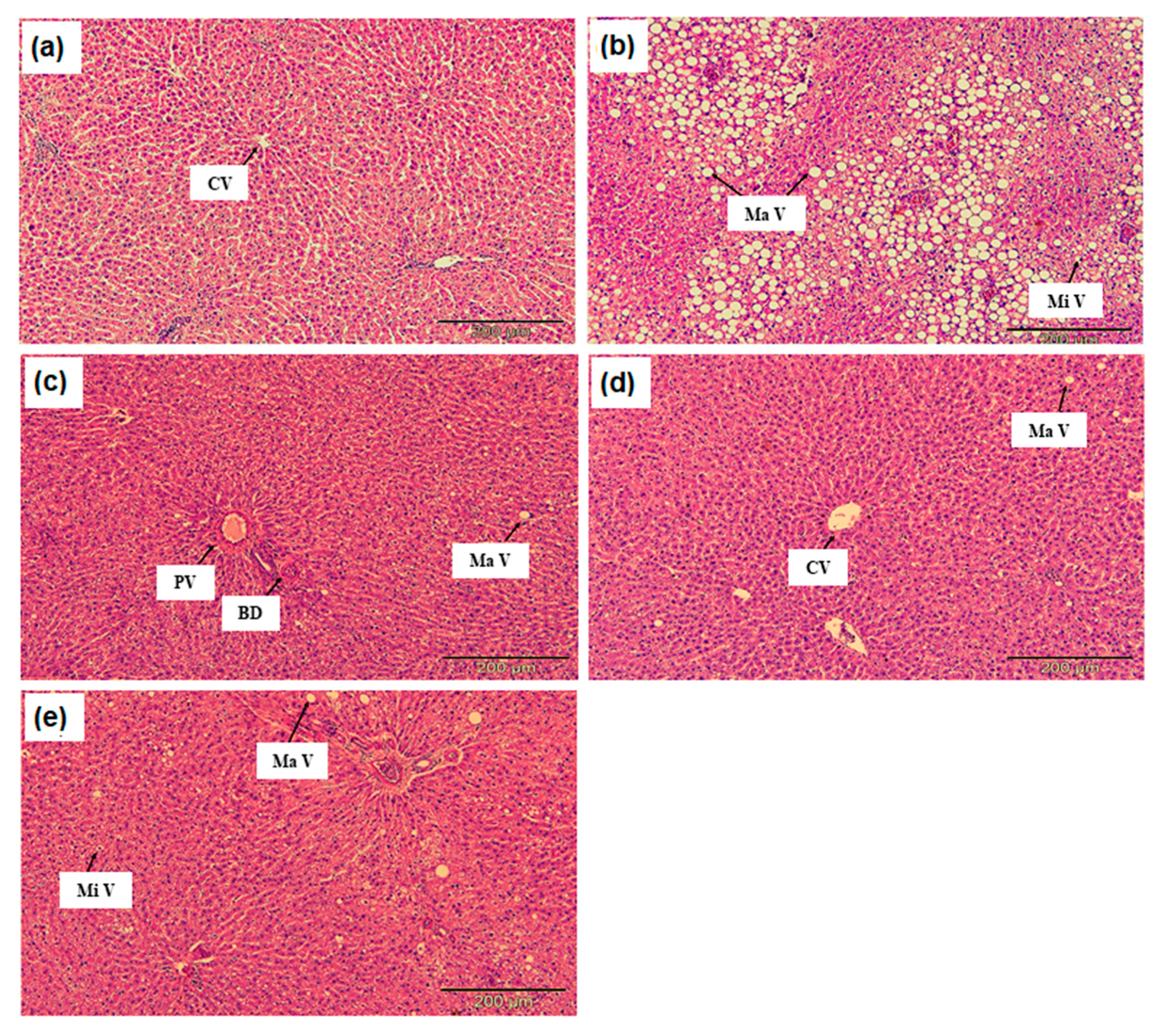 Molecules 26 00671 g001