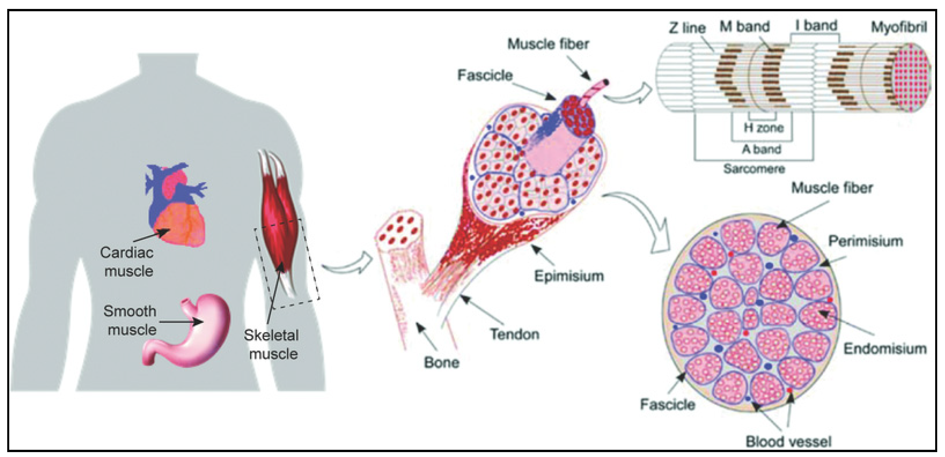 Molecules 26 00699 g001