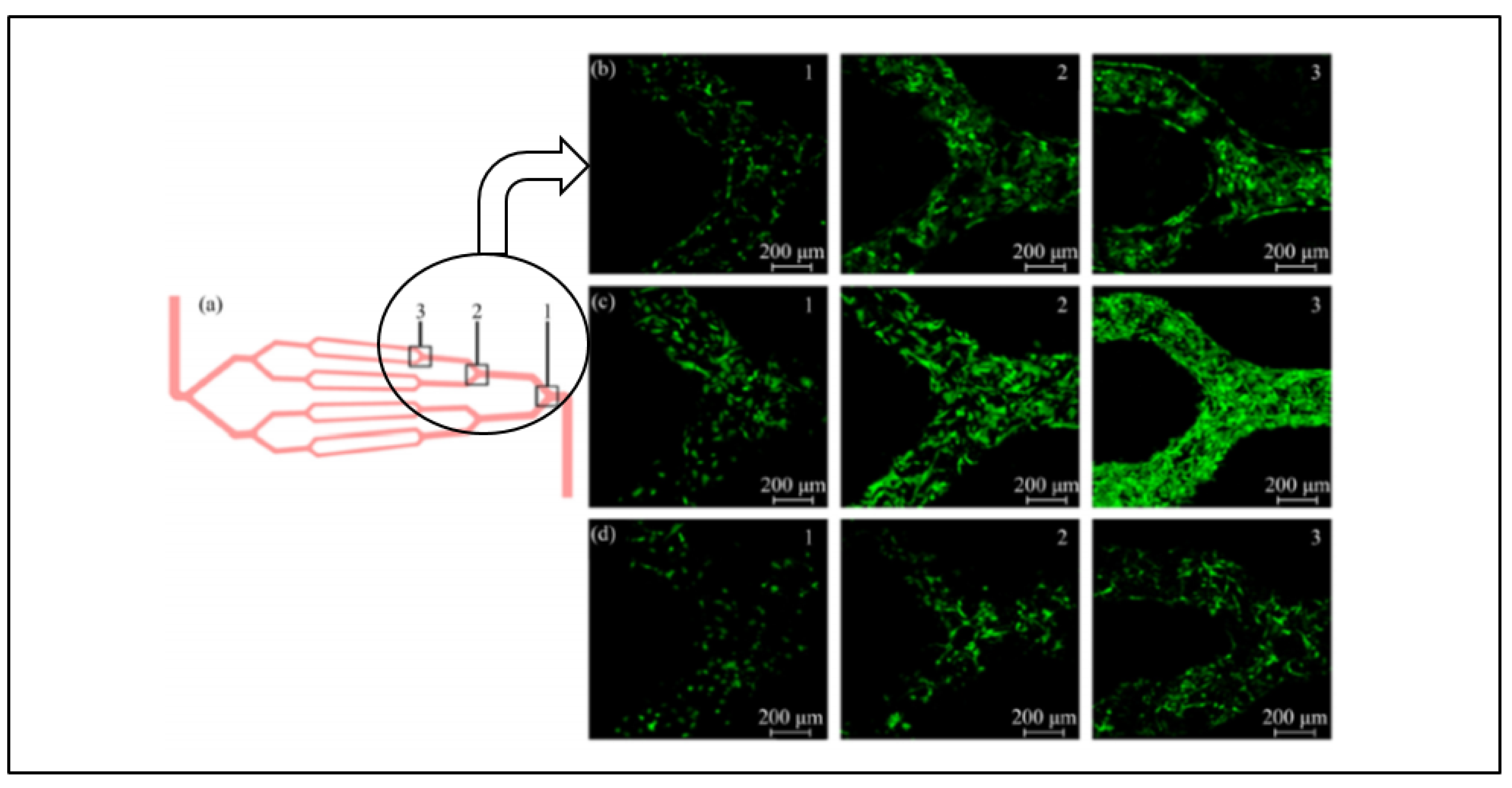 Molecules 26 00699 g006