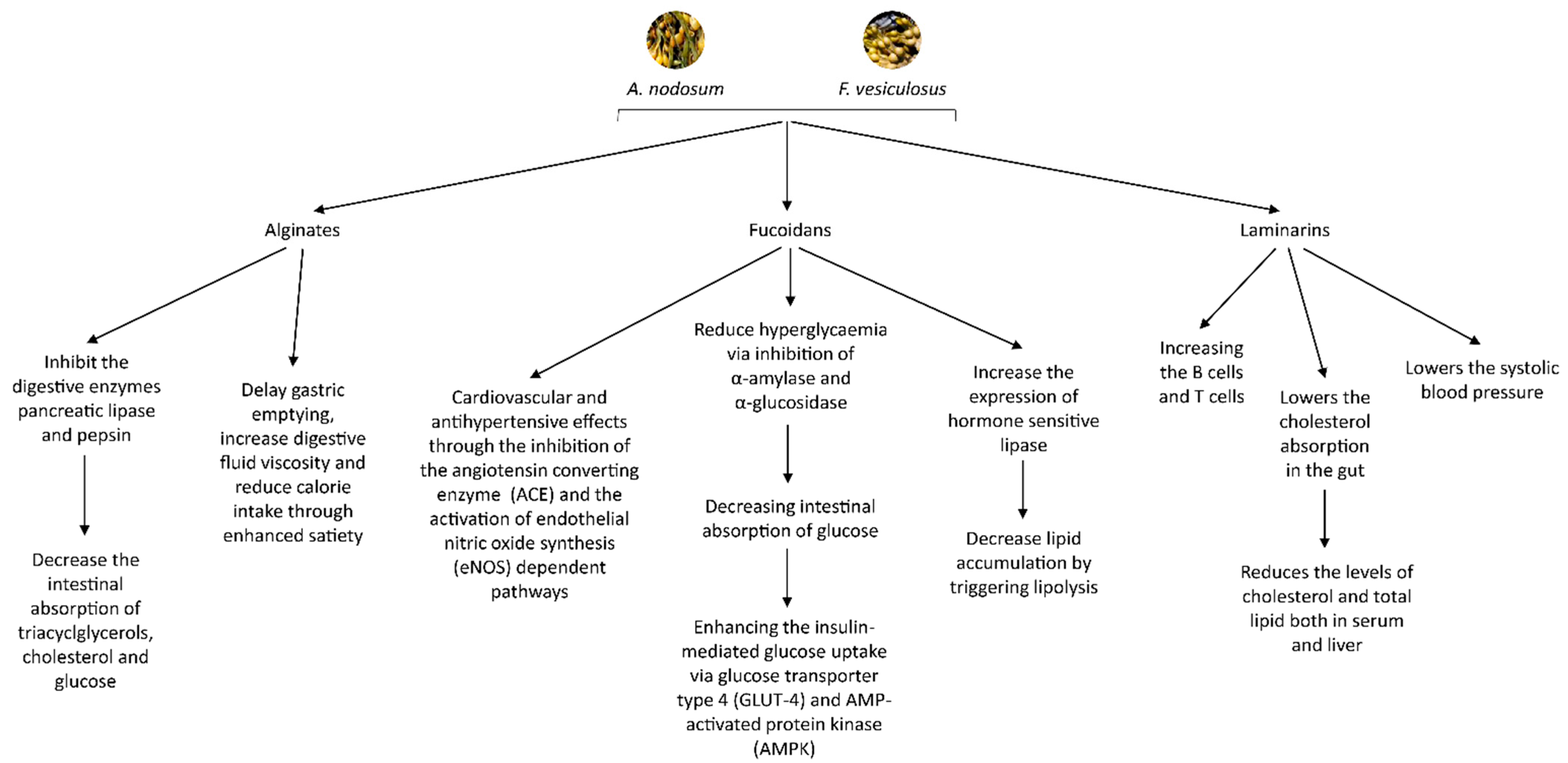 Molecules 26 00714 g001