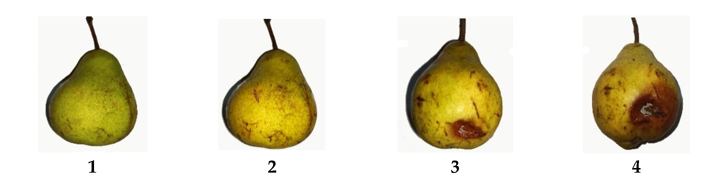 Molecules 26 00725 g012