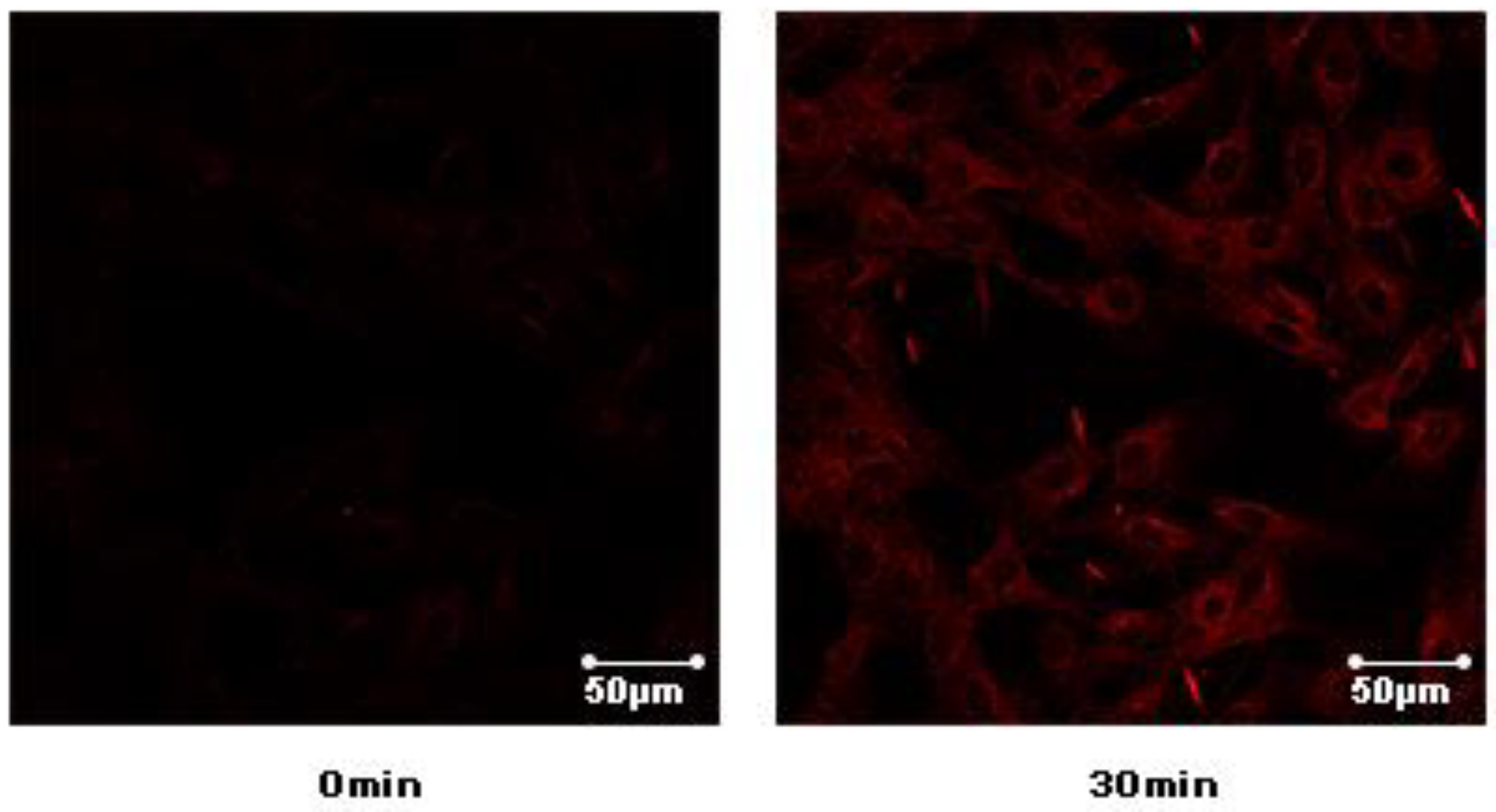 Molecules 26 00756 g007 Molecules 26 00756 g007